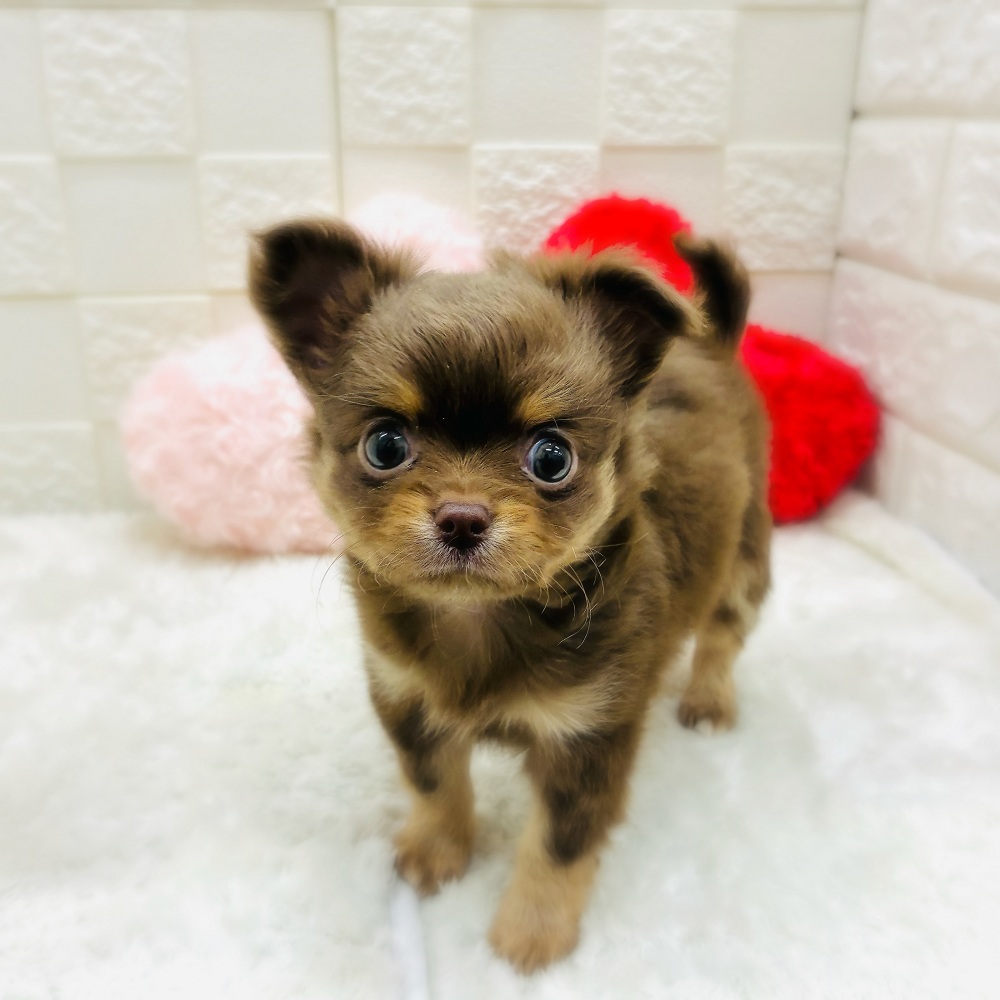 愛知県のチワワ(ロング) (犬の家＆猫の里アミーゴ神の倉店/2025年11月2日生まれ/男の子/チョコレートタン)の子犬の1枚目の画像
