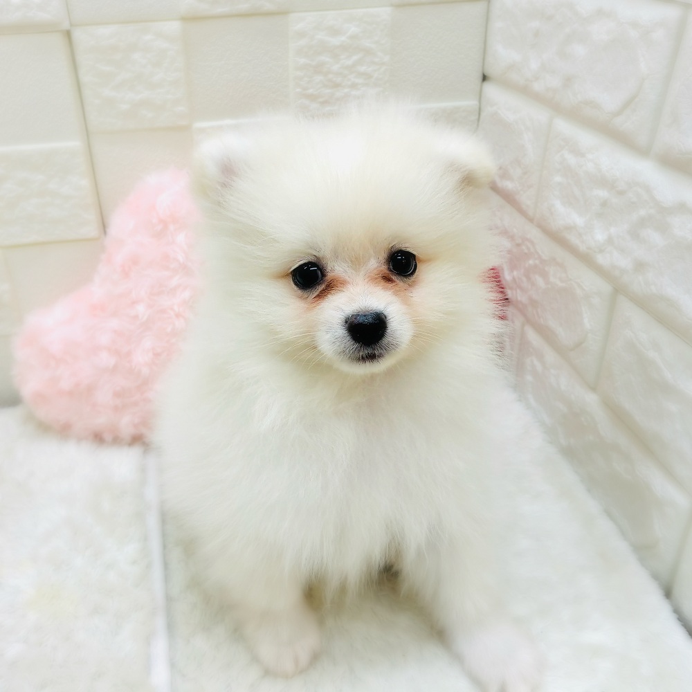 愛知県のポメラニアン (犬の家＆猫の里アミーゴ神の倉店/2025年11月9日生まれ/男の子/クリーム)の子犬の1枚目の画像