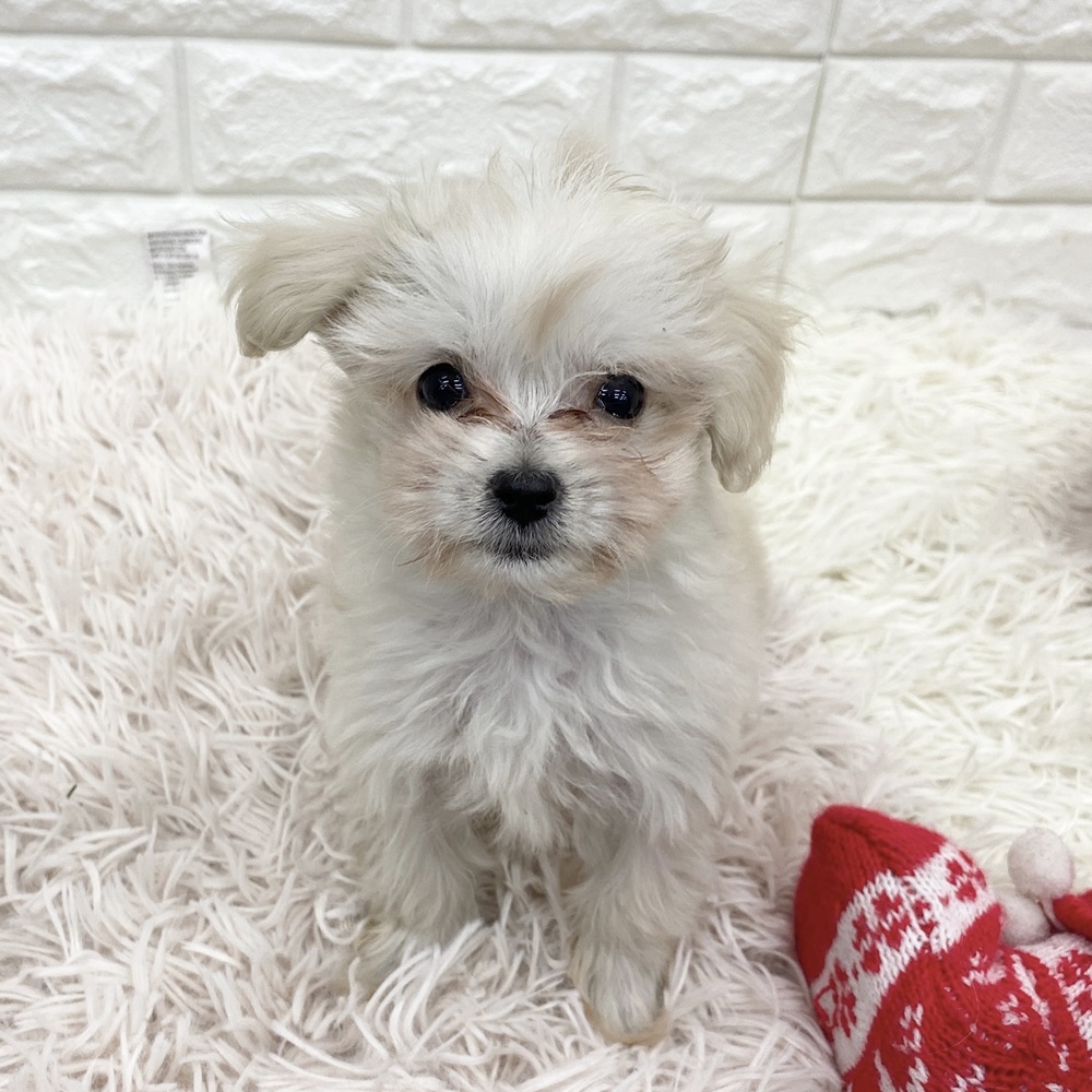 愛知県のマルプー(マルチーズ×プードル) (犬の家＆猫の里MEGAドン・キホーテ東海名和店/2025年11月10日生まれ/女の子/クリーム)の子犬