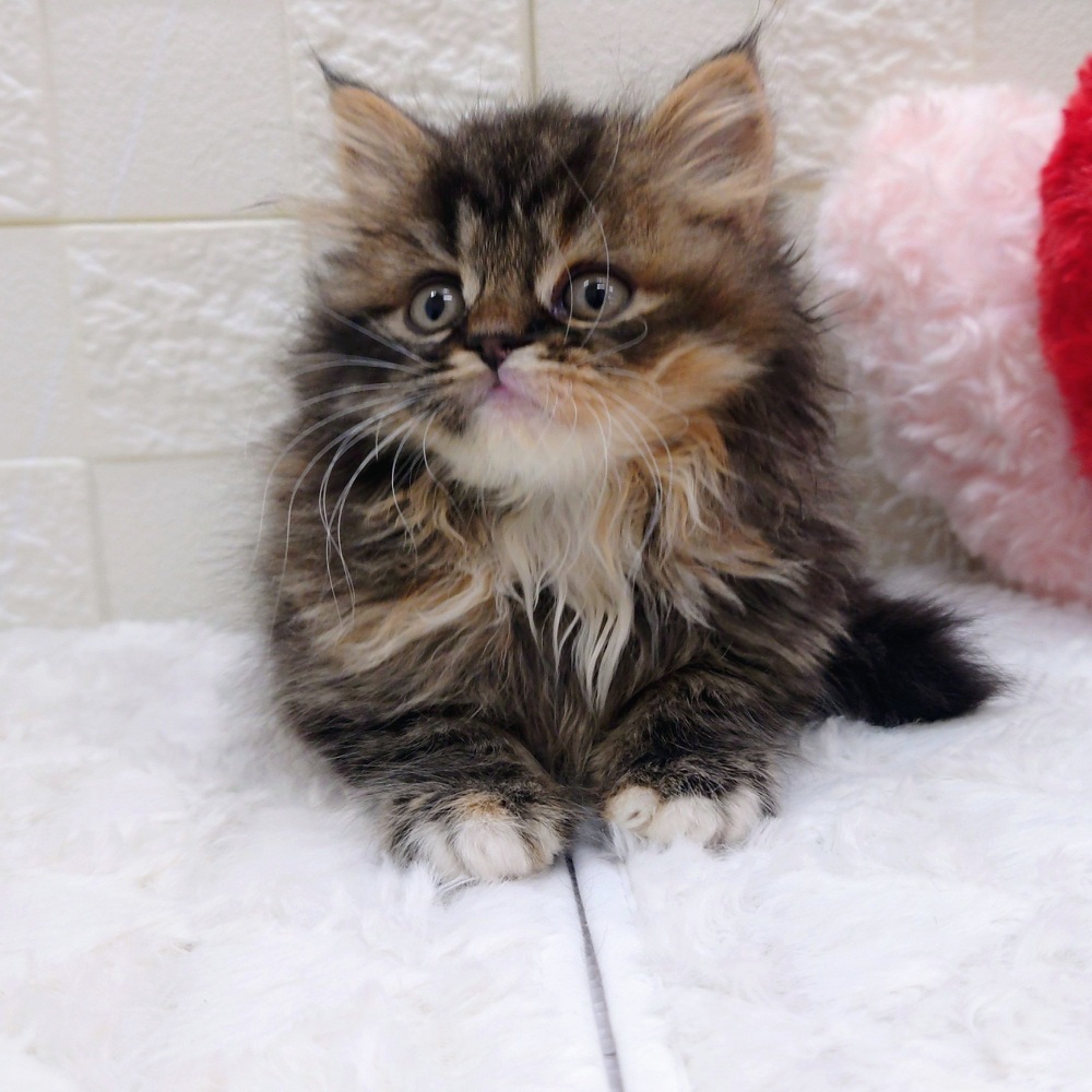 スコティッシュストレート女の子の写真