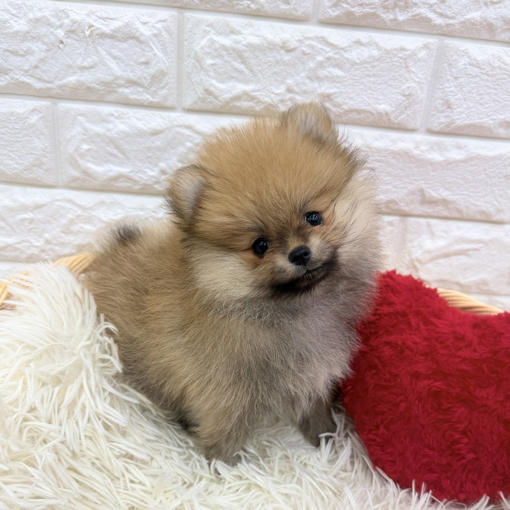 愛知県のポメラニアン (犬の家＆猫の里MEGAドン・キホーテ東海名和店/2026年1月22日生まれ/女の子/オレンジ)の子犬の1枚目の画像