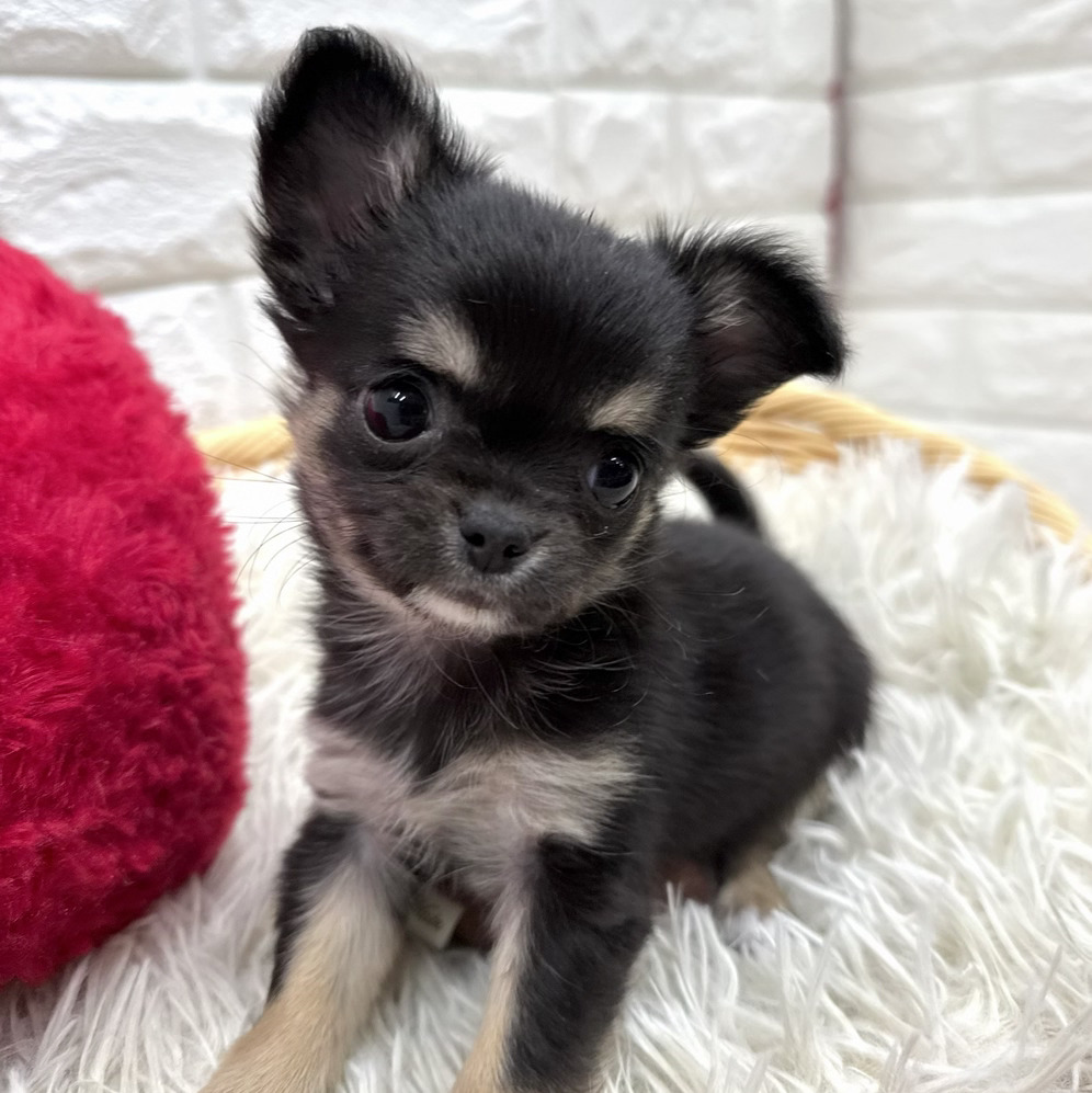 愛知県のチワワ(ロング) (犬の家＆猫の里MEGAドン・キホーテ東海名和店/2026年2月4日生まれ/女の子/ブラックタンホワイト)の子犬の1枚目の画像