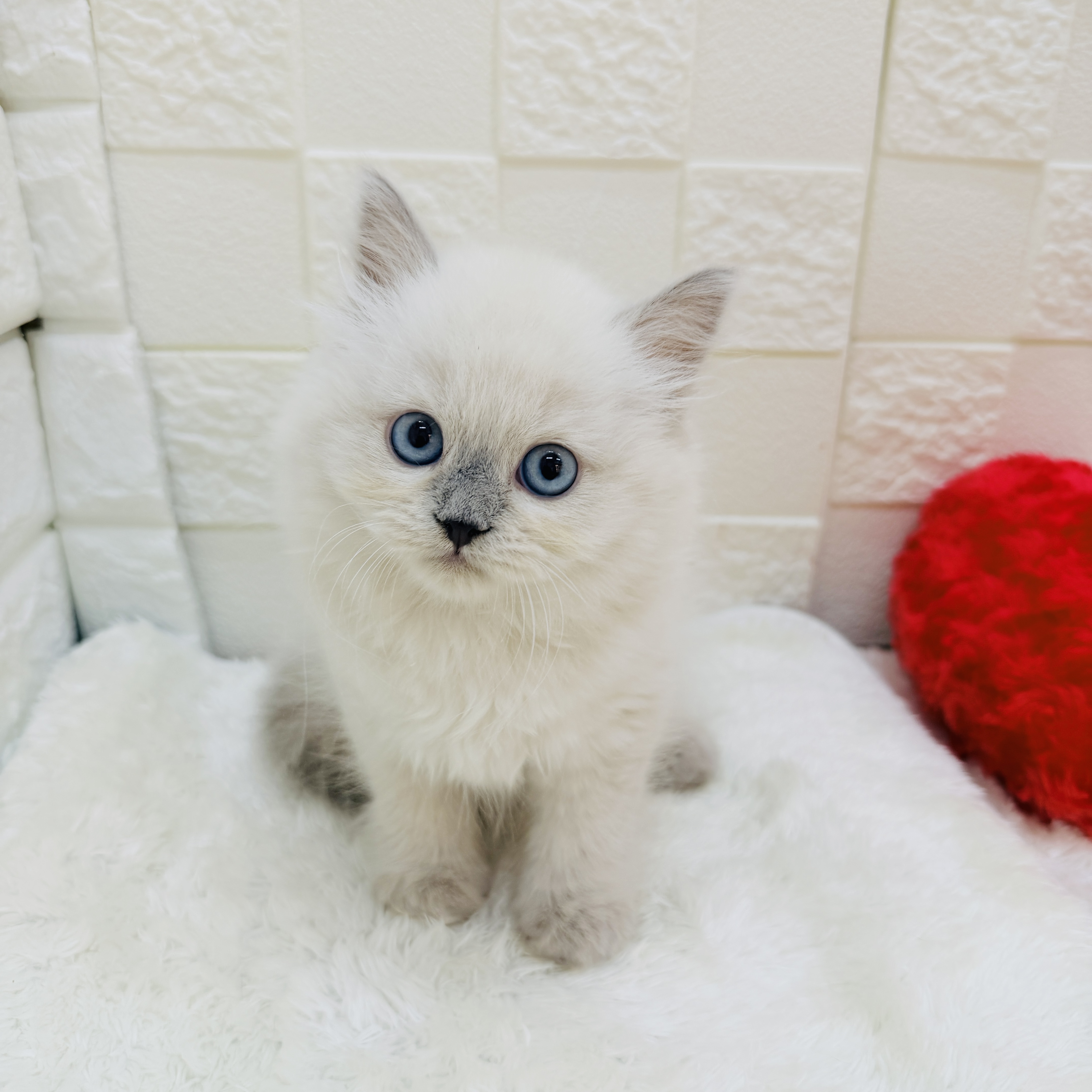 スコティッシュストレート男の子の写真