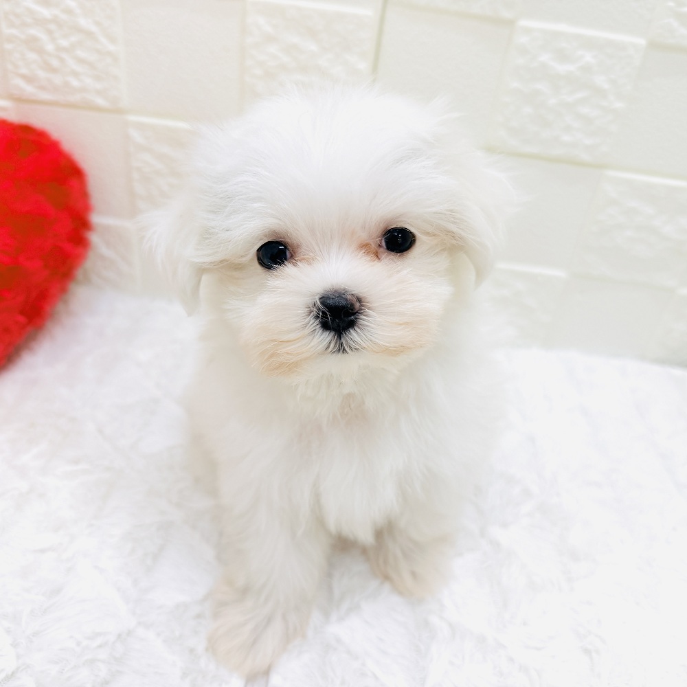 alohaangel専用ページです。マルチーズ マルチーズの子犬一覧 | ペットショップ 犬の家&猫の里 | 子犬だけで