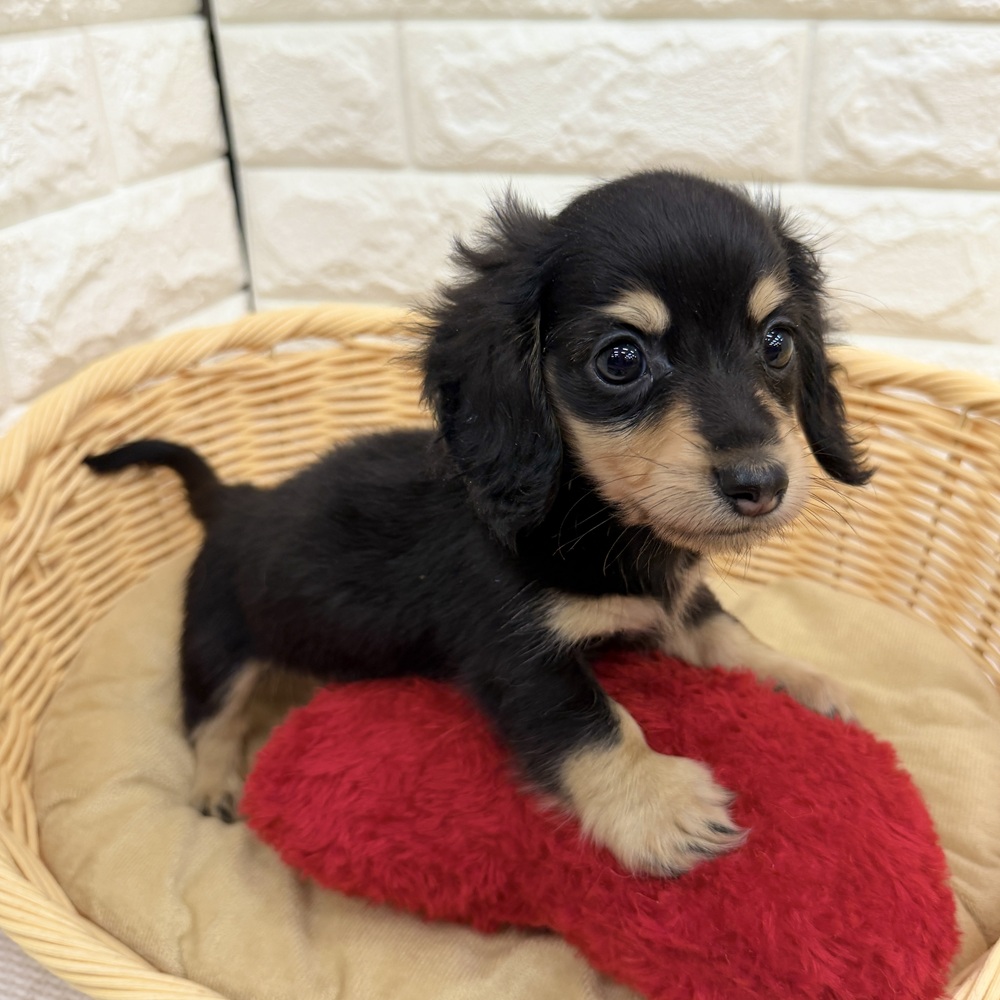 愛知県のカニンヘンダックスフンド(ロング) (犬の家＆猫の里MEGAドン・キホーテ東海名和店/2026年4月18日生まれ/男の子/ブラックタン)の子犬の1枚目の画像