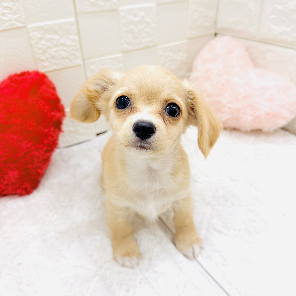 愛知県のチワックス(チワワ×ダックス) (犬の家＆猫の里アミーゴ神の倉店/2026年5月1日生まれ/男の子/クリームホワイト)の子犬の1枚目の画像