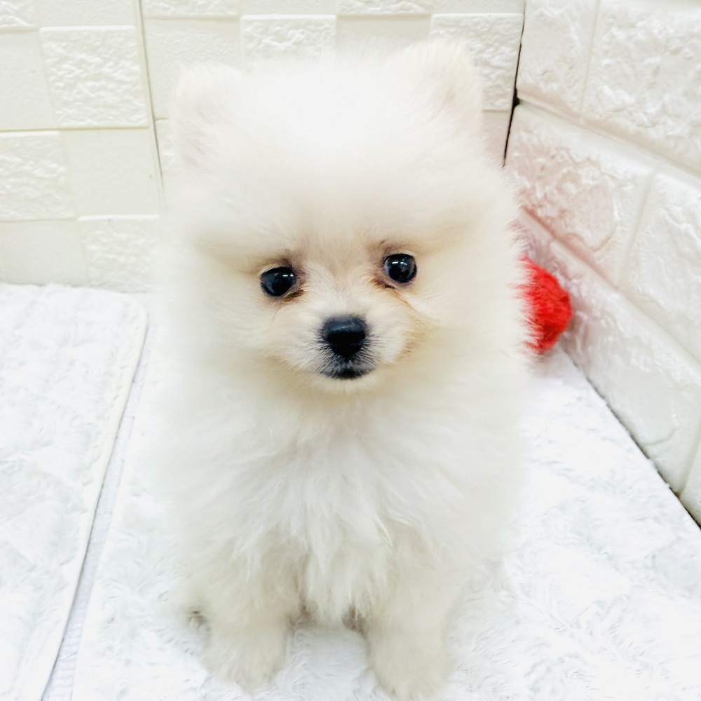 愛知県のポメラニアン (犬の家＆猫の里アミーゴ神の倉店/2026年5月5日生まれ/男の子/ホワイト)の子犬の1枚目の画像