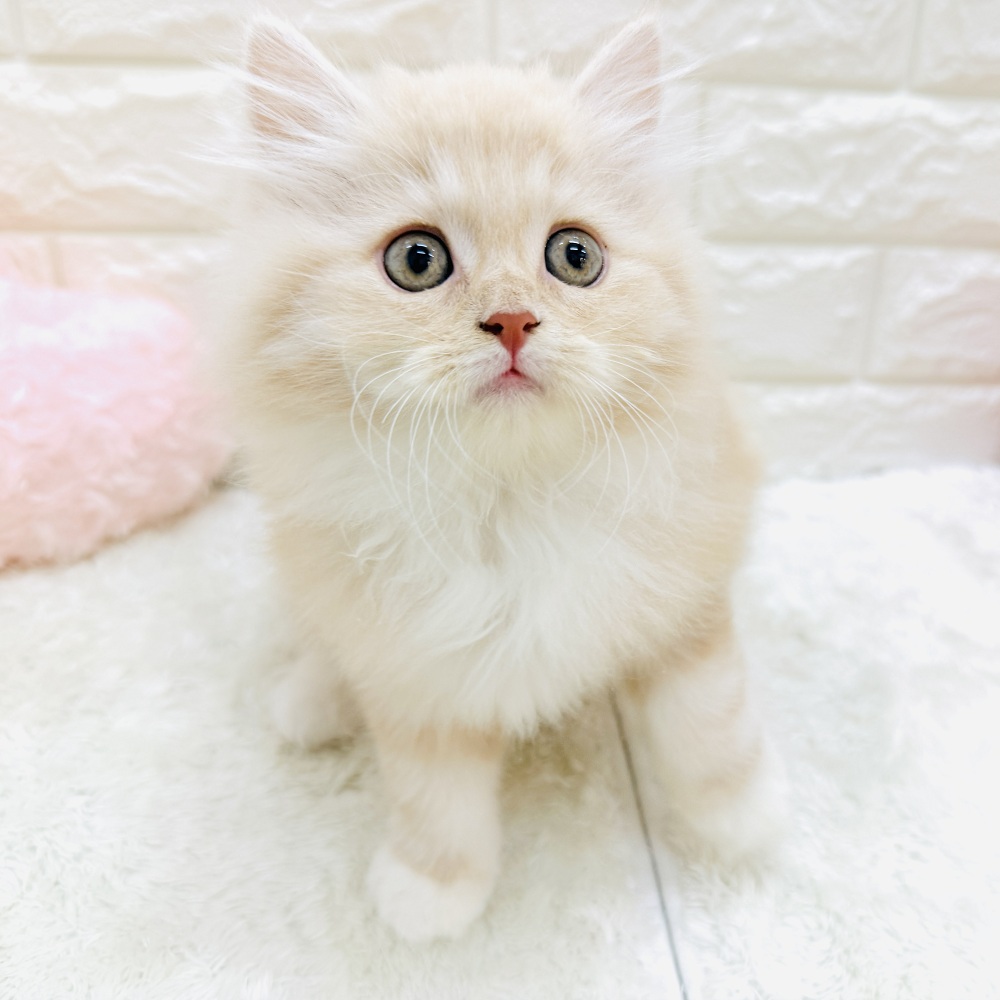 生体画像５