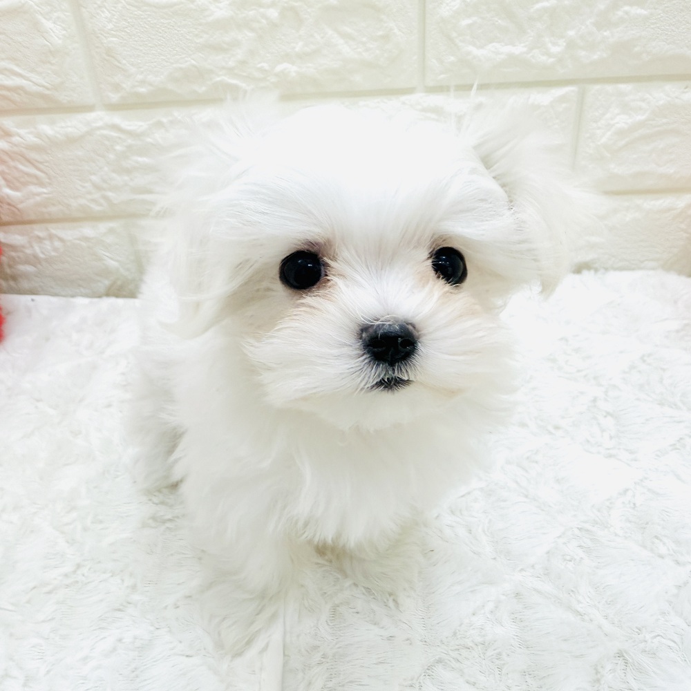 愛知県のマルチーズ (犬の家＆猫の里アミーゴ神の倉店/2026年7月19日生まれ/女の子/ホワイト)の子犬の1枚目の画像
