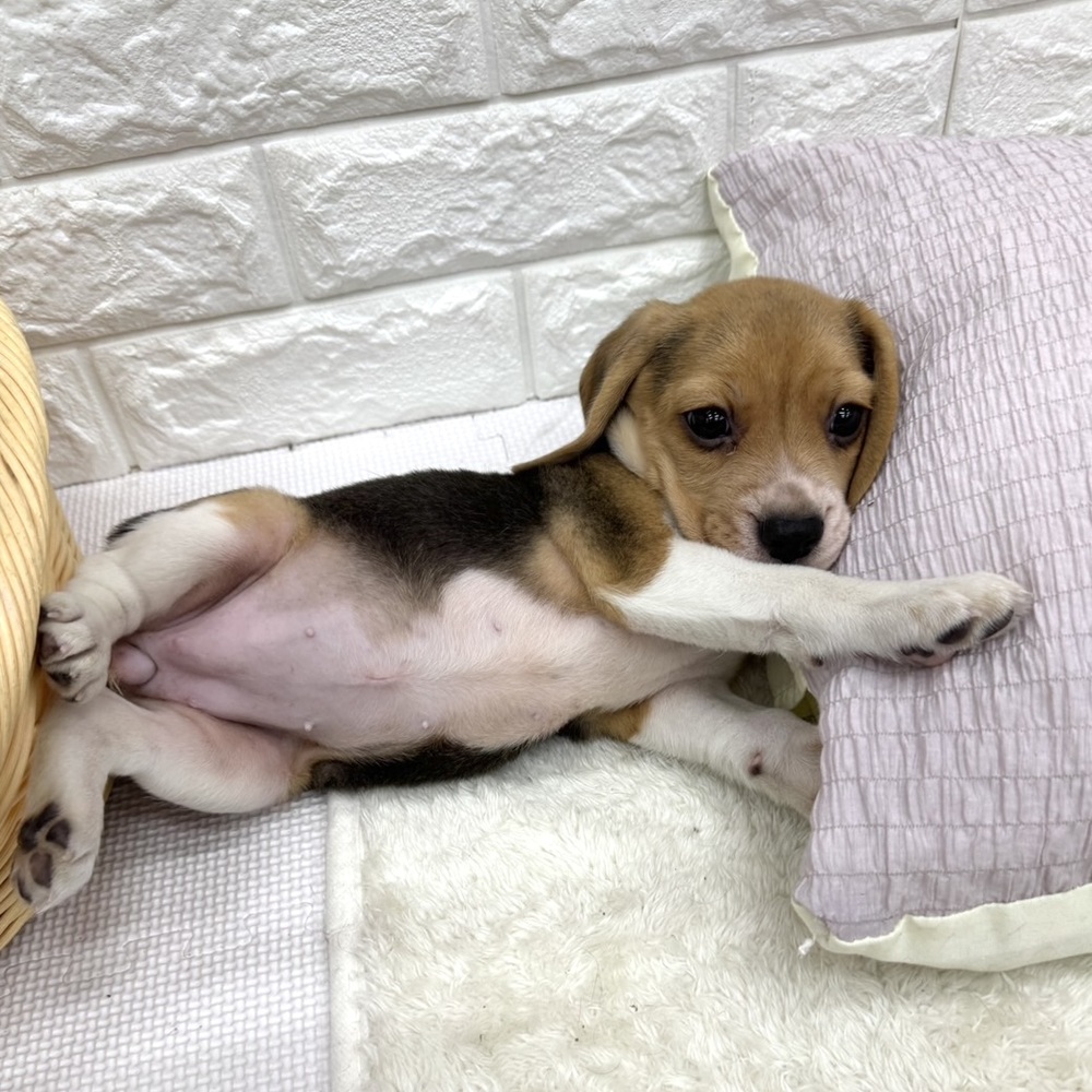 生体画像5