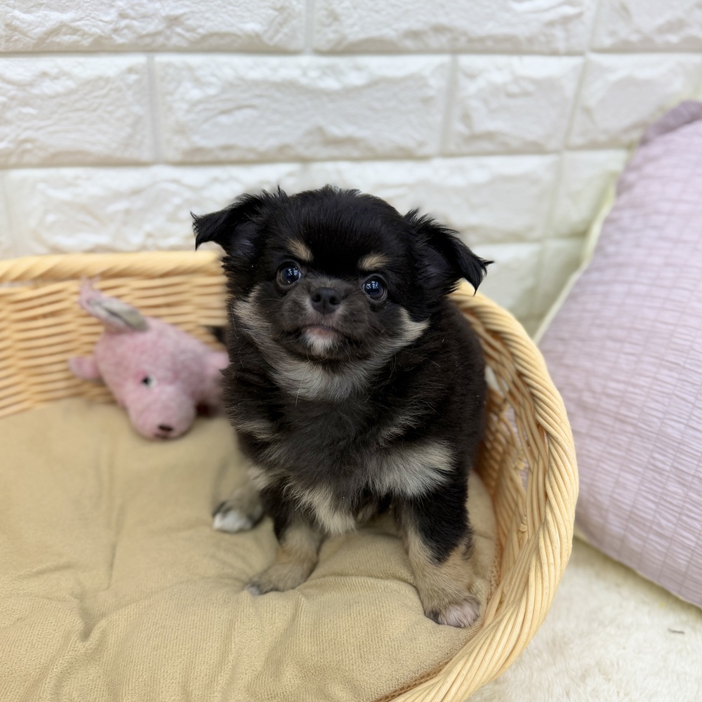 愛知県のチワワ(ロング) (犬の家＆猫の里MEGAドン・キホーテ東海名和店/2026年8月5日生まれ/男の子/ブラックタン)の子犬の1枚目の画像