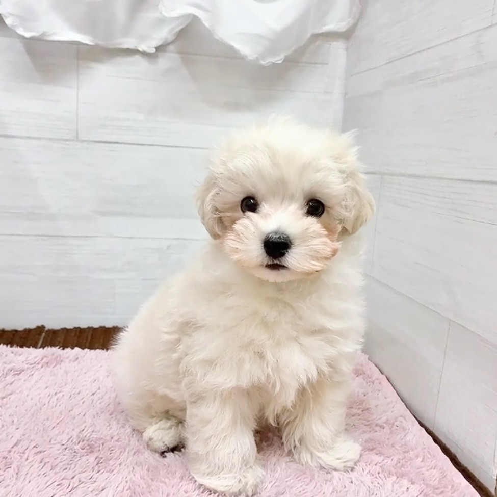 愛知県のマルプー(マルチーズ×プードル) (犬の家＆猫の里碧南店/2026年1月4日生まれ/男の子/クリーム)の子犬の1枚目の画像