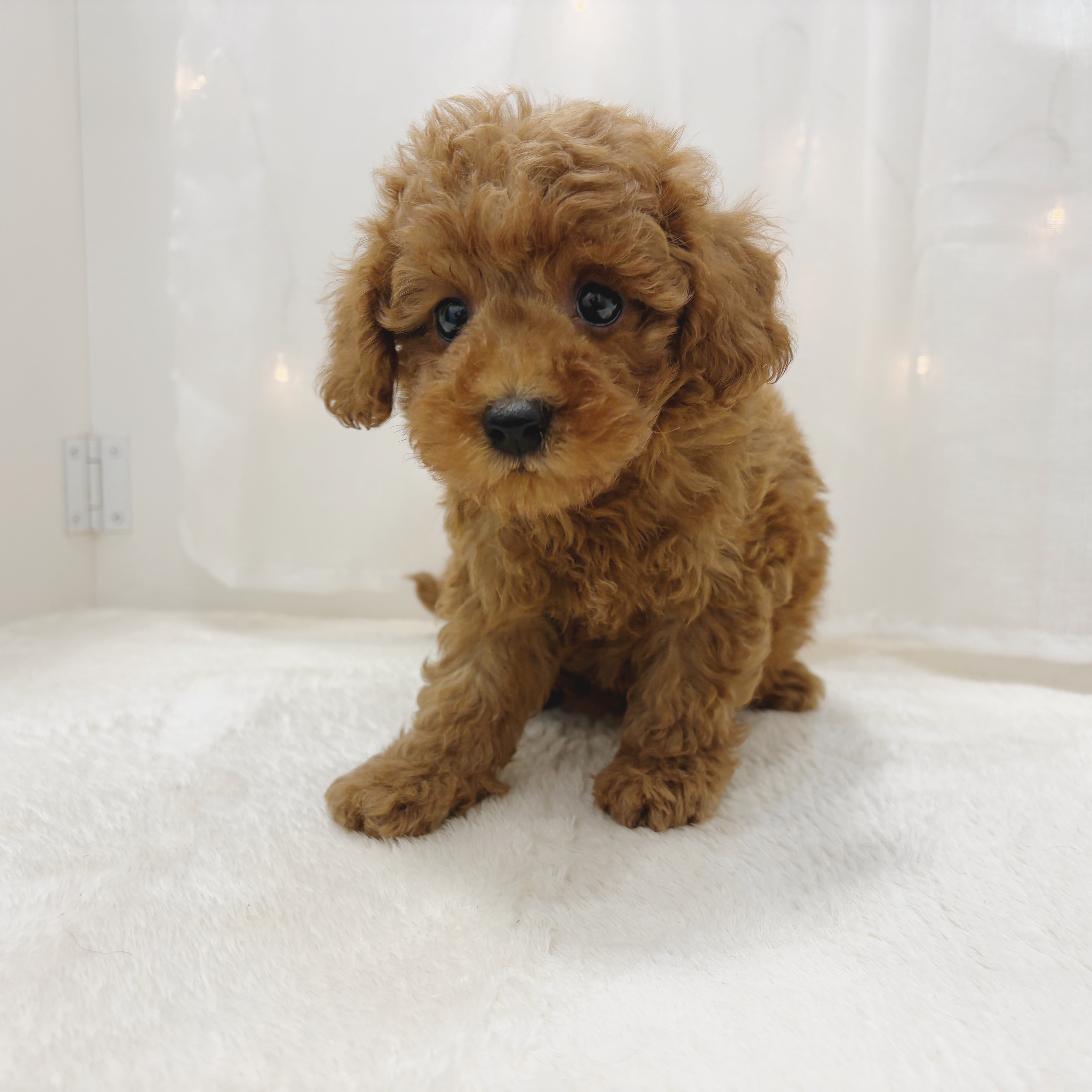 千葉県のトイプードル(トイ) (犬の家＆猫の里BIGHOPガーデンモール印西店/2025年6月20日生まれ/男の子/レッドフォーン)の子犬の1枚目の画像