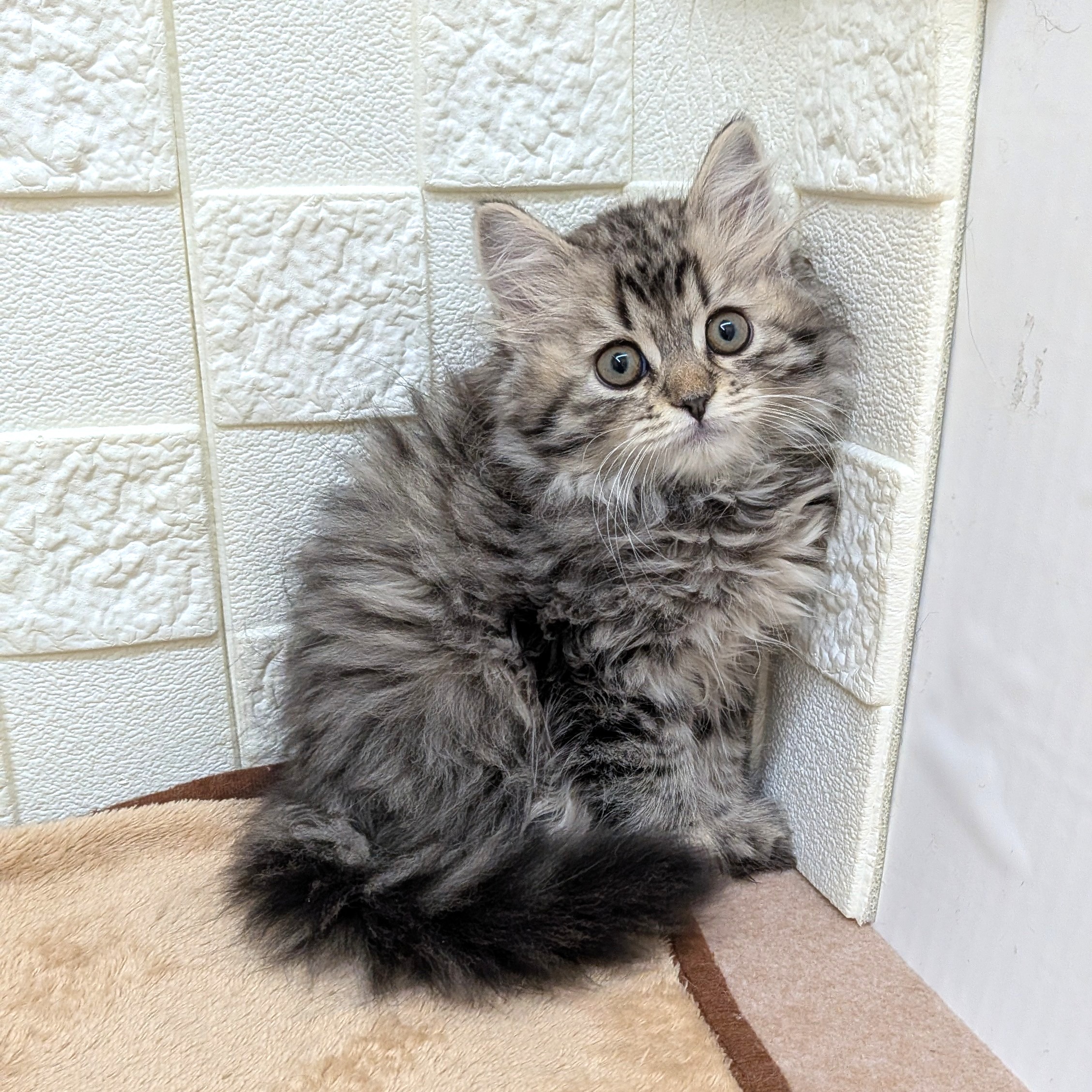 愛知県のスコティッシュストレート (犬の家＆猫の里碧南店/2025年9月12日生まれ/男の子/ブラウンタビー)の子猫の1枚目の画像
