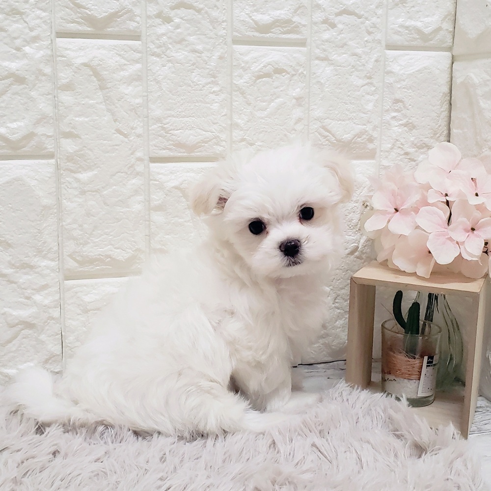 岡山県のマルチーズ (犬の家＆猫の里岡山店/2025年8月28日生まれ/男の子/ホワイト)の子犬の1枚目の画像