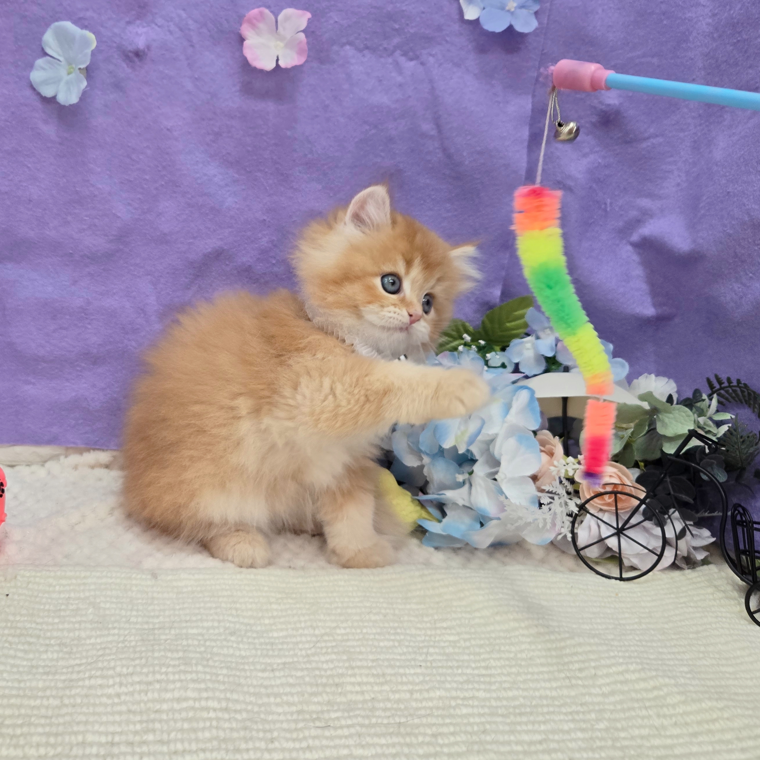 生体画像５