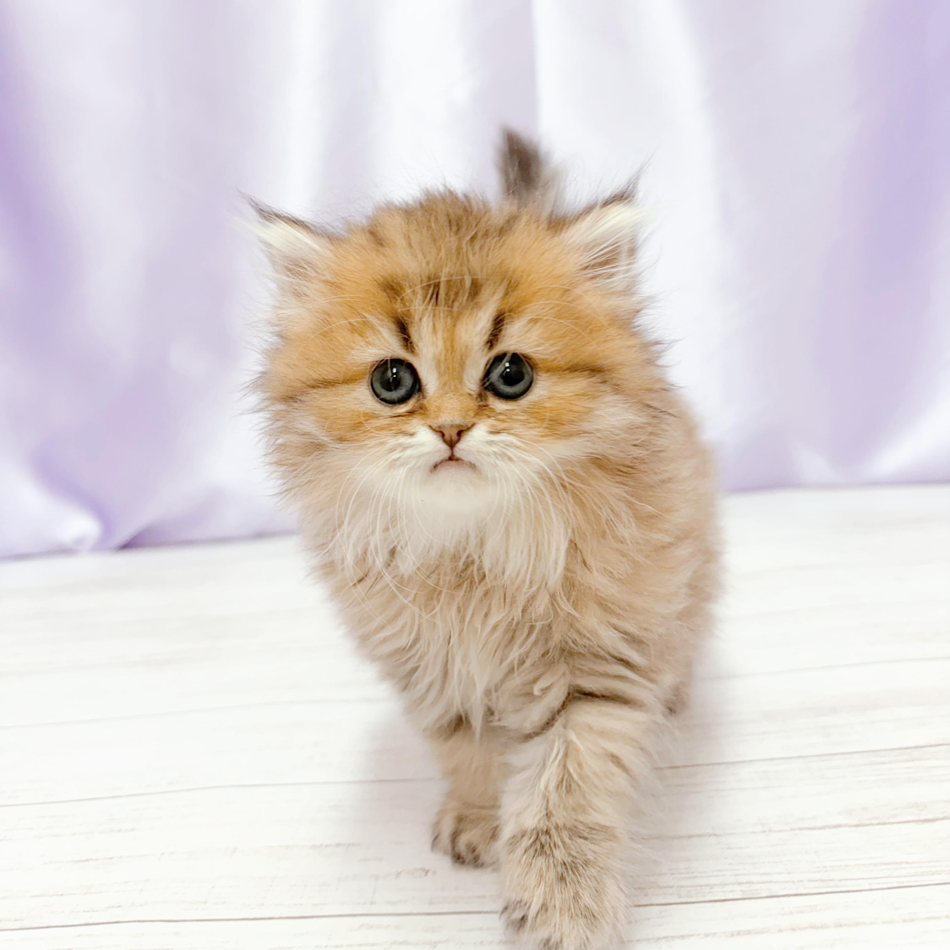 兵庫県のペルシャ (犬の家＆猫の里尼崎店/2026年3月19日生まれ/女の子/チンチラゴールデン)の子猫の1枚目の画像
