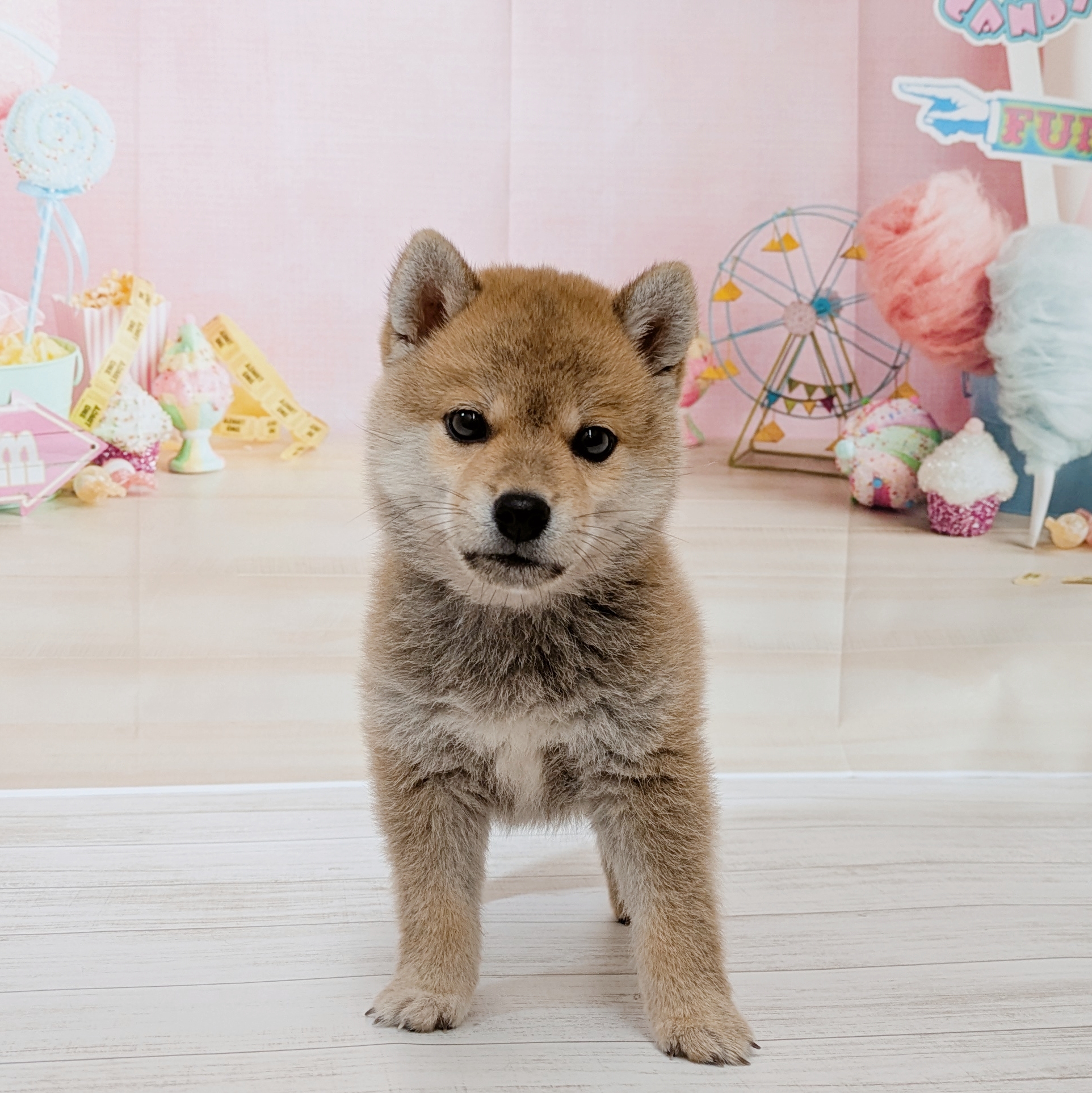 兵庫県の豆柴 (犬の家＆猫の里尼崎店/2026年4月28日生まれ/男の子/赤)の子犬の1枚目の画像