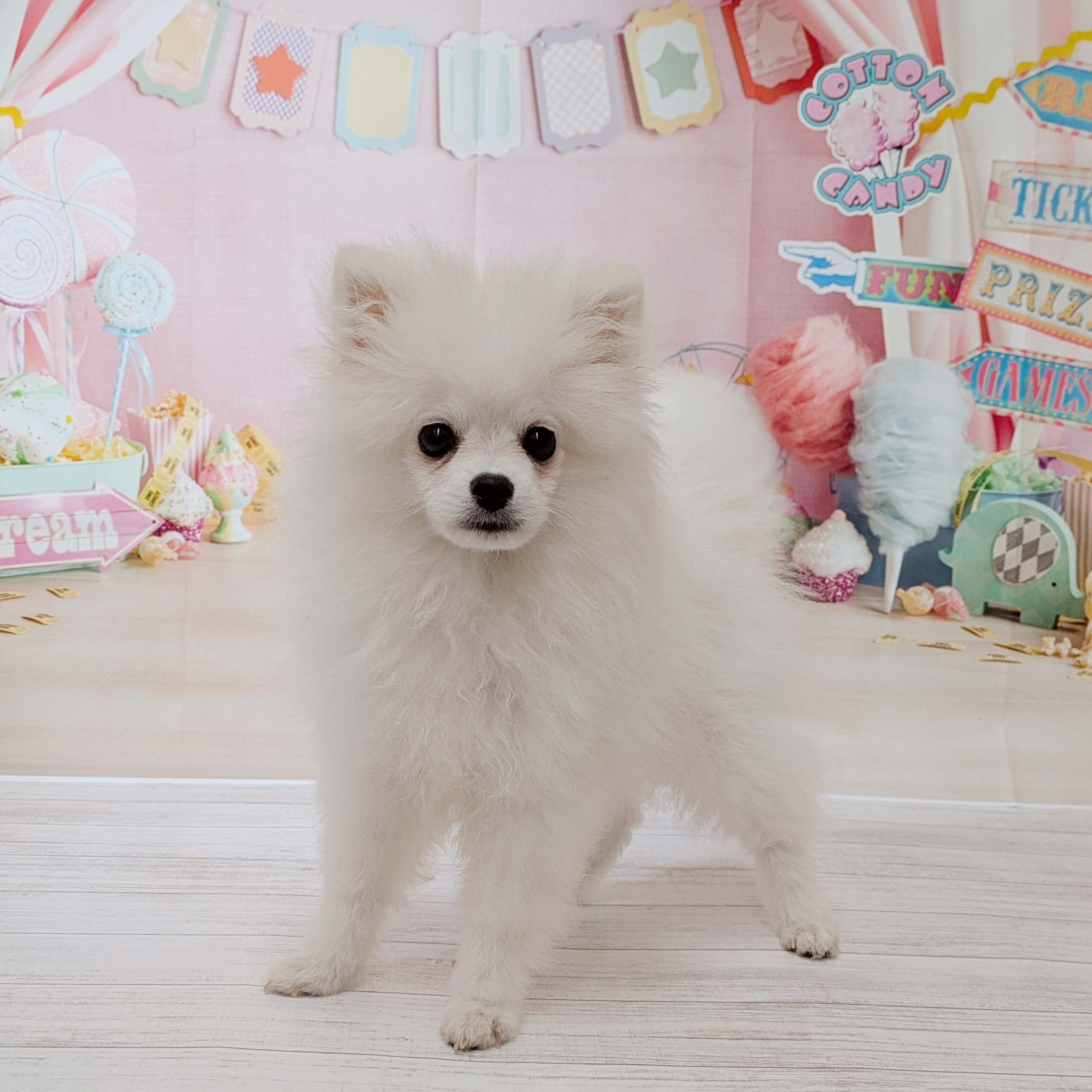 兵庫県のポメラニアン (犬の家＆猫の里尼崎店/2026年3月11日生まれ/男の子/クリーム)の子犬の1枚目の画像