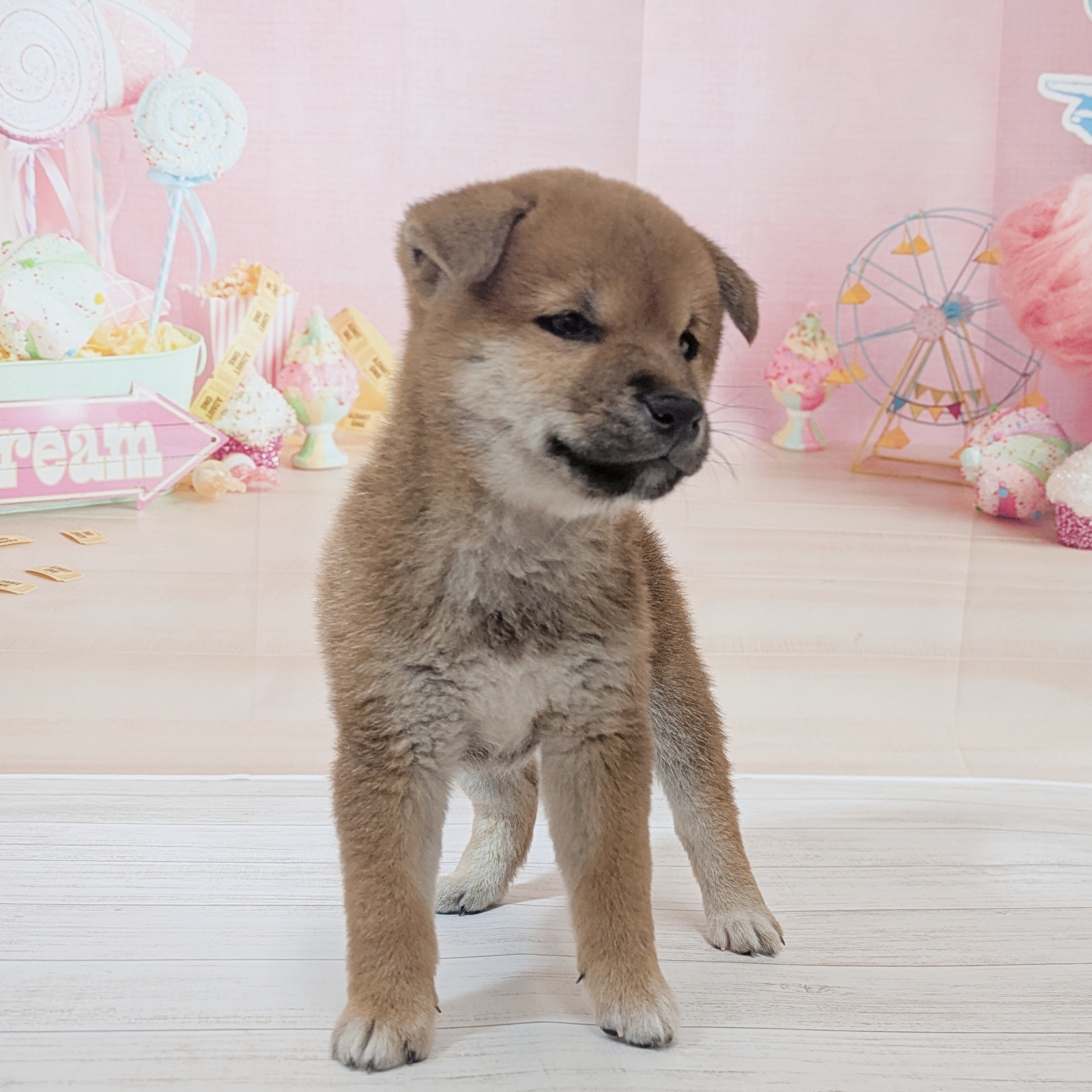 生体画像５