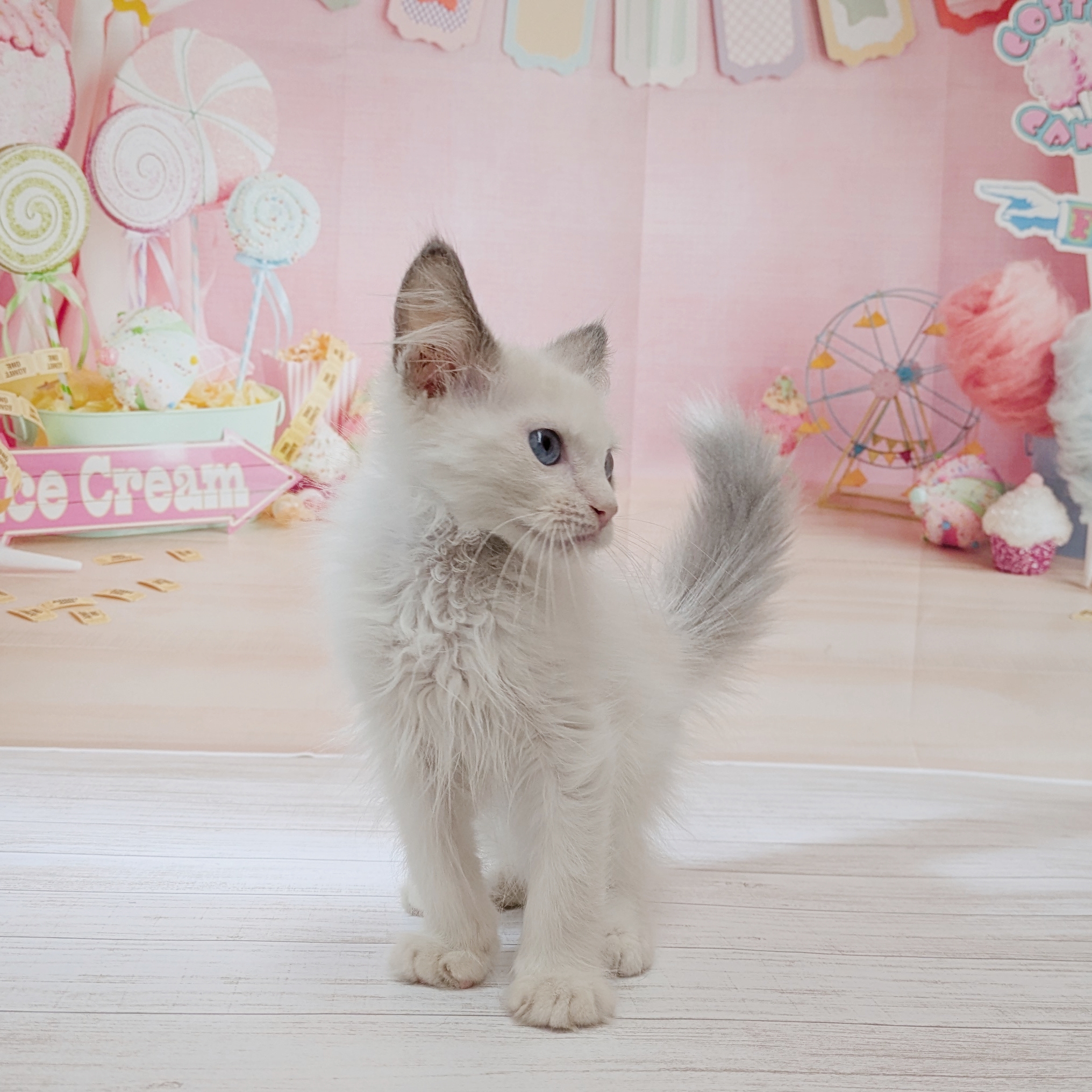 生体画像５