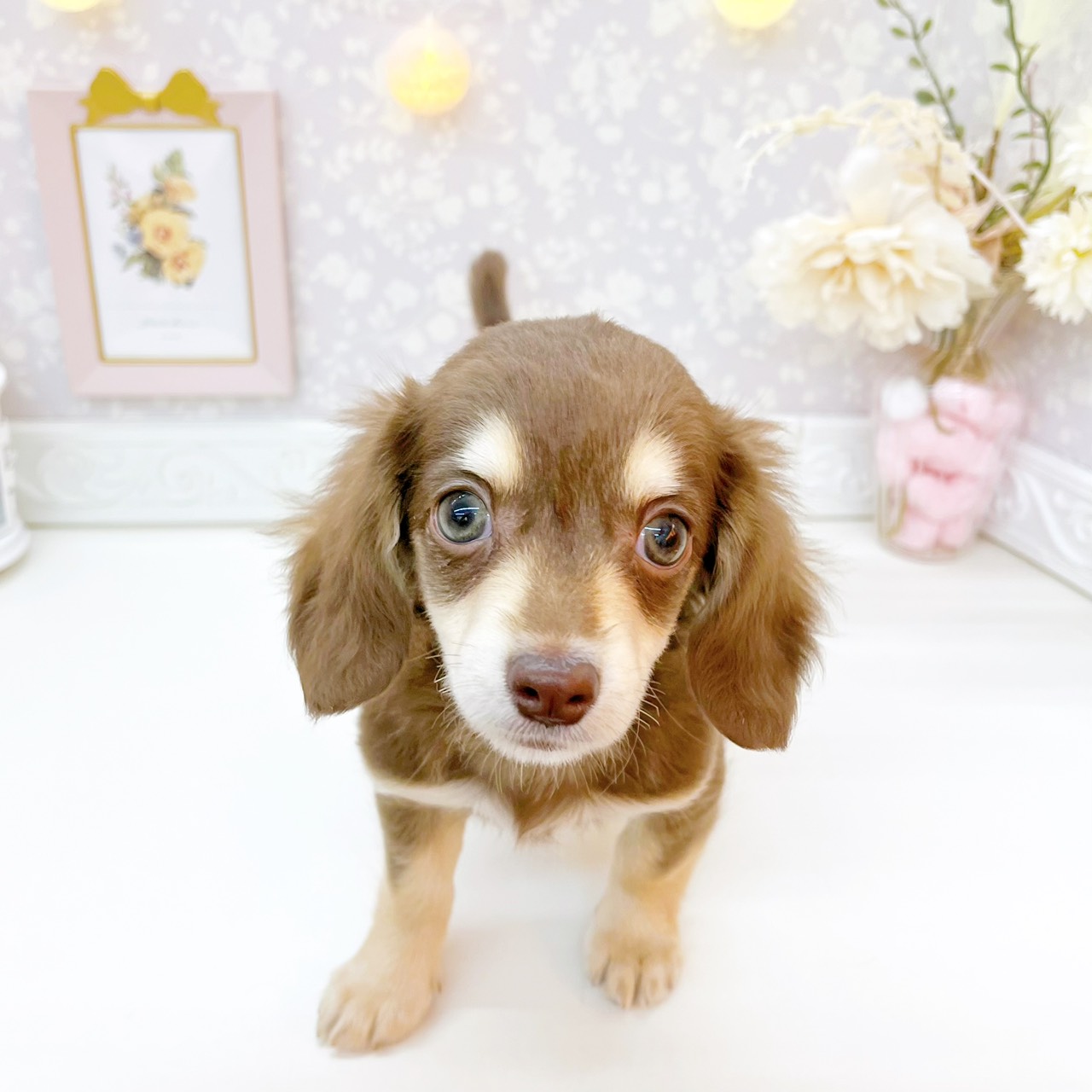 ハーフ犬女の子の写真