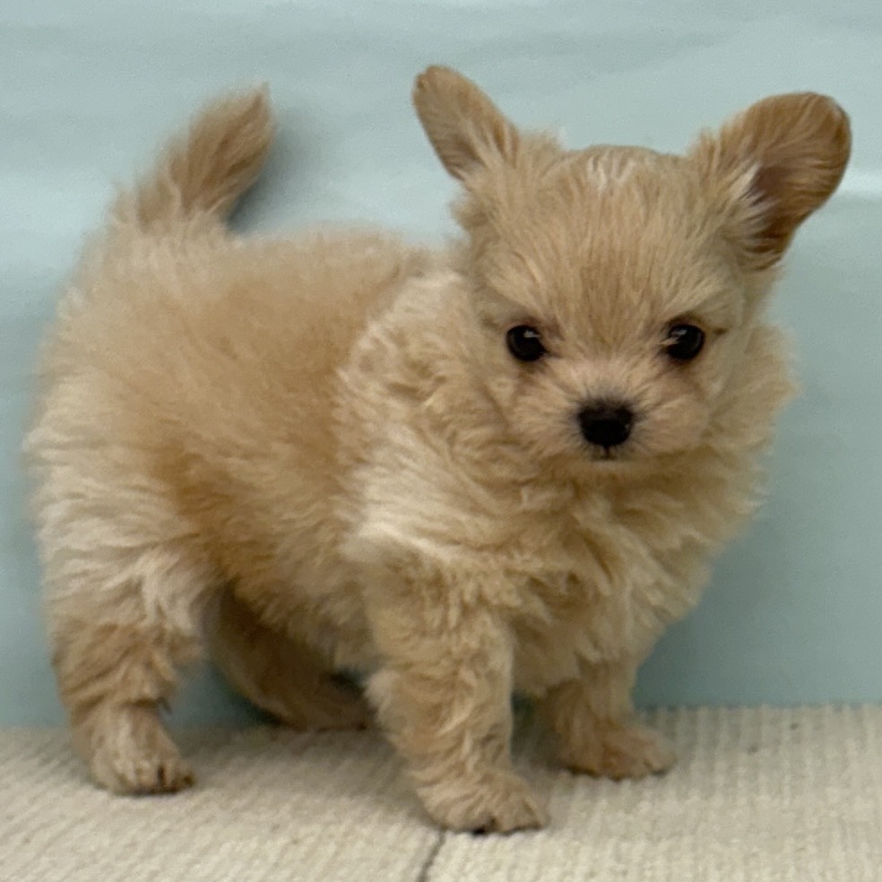 2025年9月3日生まれのチワプー/プーチー(チワワ×プードル)の5枚目の写真