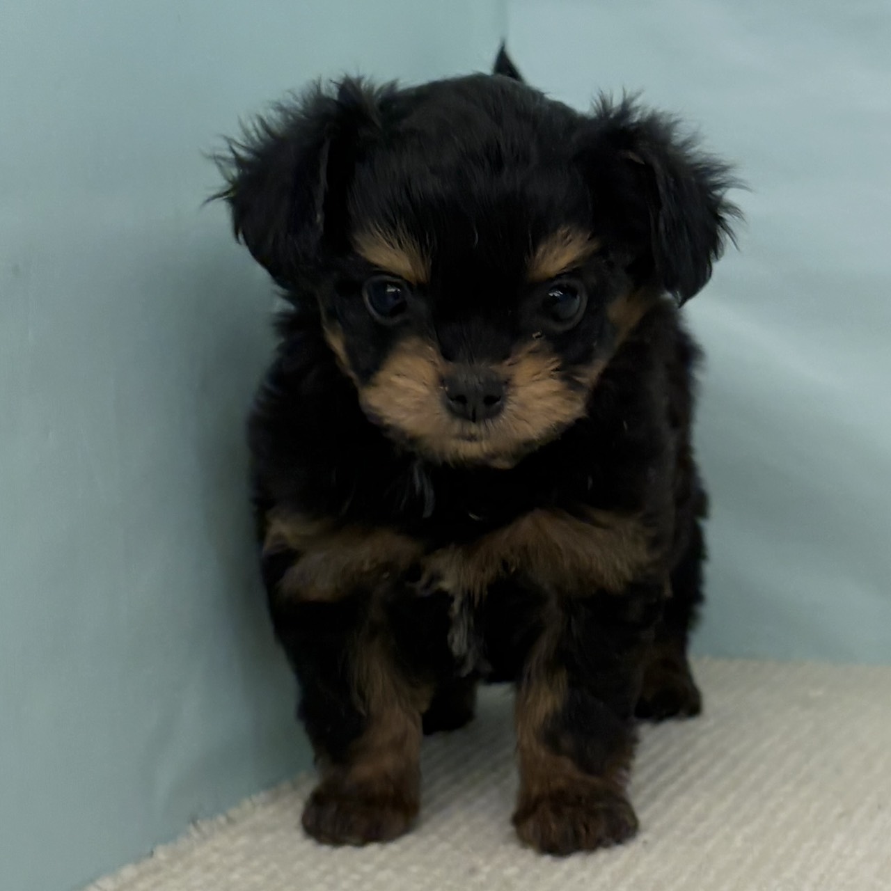 2025年9月3日生まれのチワプー/プーチー(チワワ×プードル)の5枚目の写真