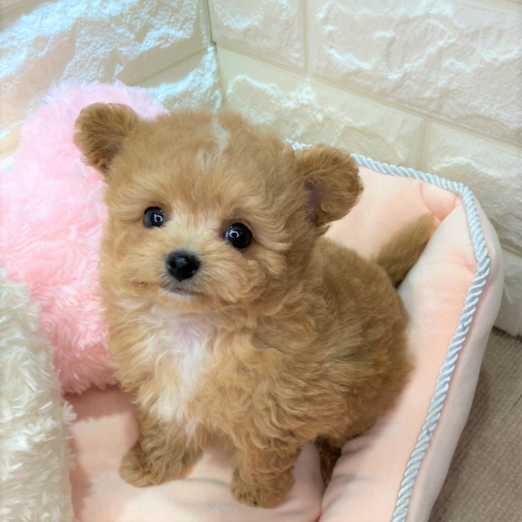 ハーフ犬の画像5