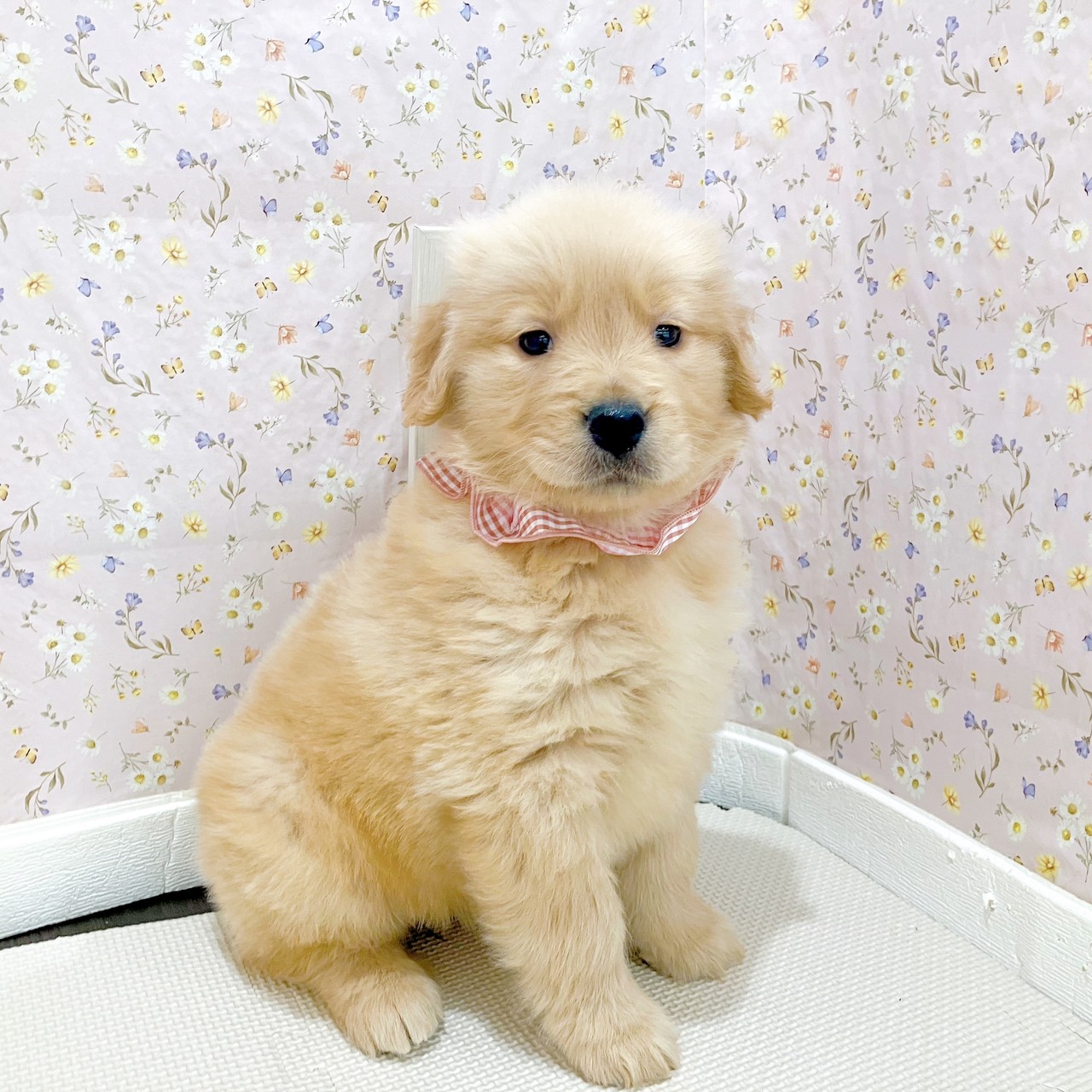 石川県のゴールデンレトリバー (犬の家＆猫の里金沢店/2025年10月27日生まれ/女の子/ゴールデン)の子犬の1枚目の画像