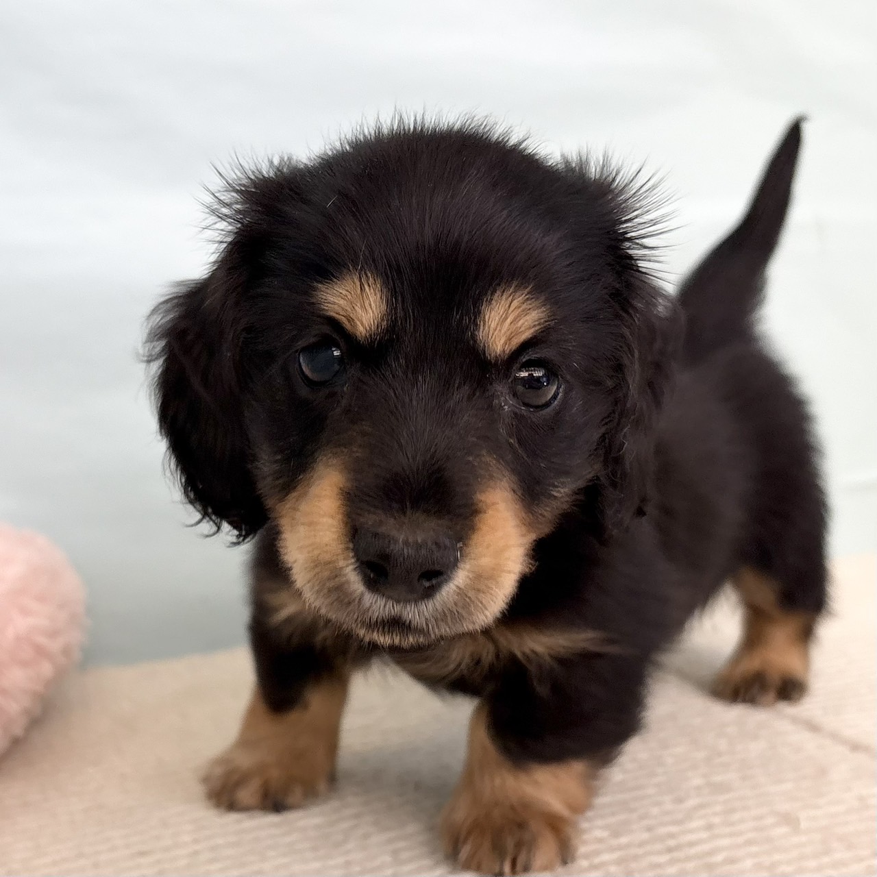 三重県のミニチュアダックスフンド(ロング) (犬の家＆猫の里三重桑名店/2025年5月25日生まれ/男の子/ブラックタン)の子犬の1枚目の画像