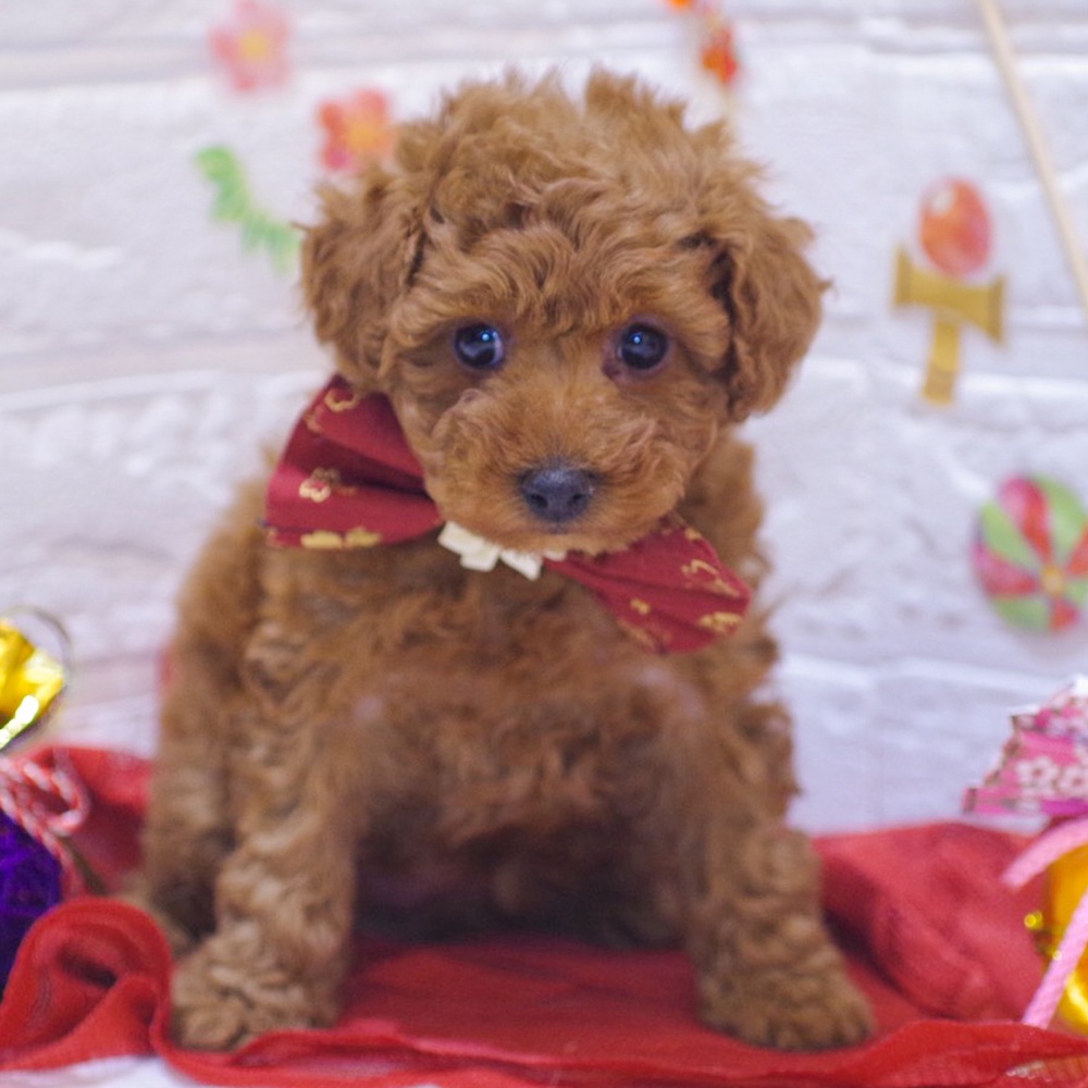 トイプードル女の子の写真