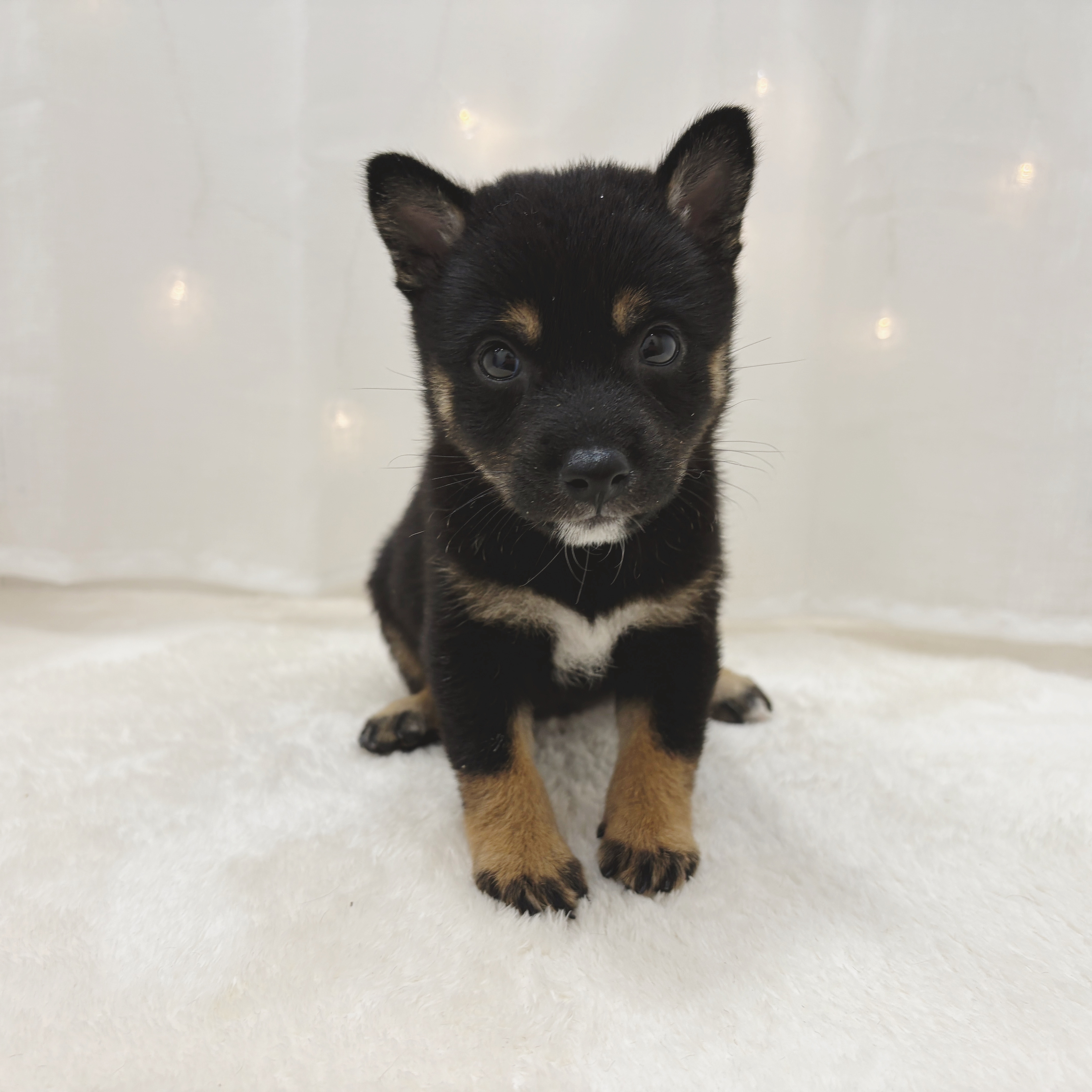 千葉県の豆柴 (犬の家＆猫の里BIGHOPガーデンモール印西店/2025年7月1日生まれ/女の子/黒)の子犬の1枚目の画像