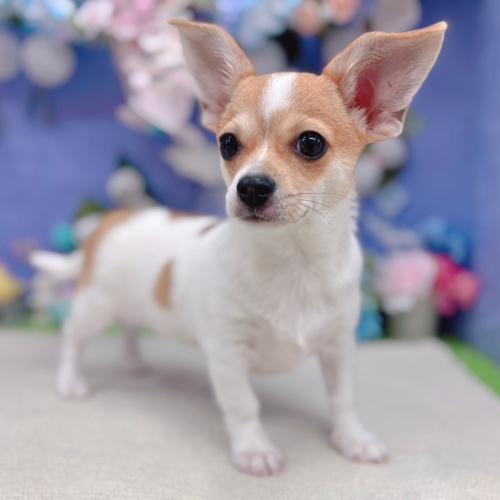岐阜県のハーフ犬・ミックス犬 (犬の家＆猫の里岐南店/2025年3月12日生まれ/女の子/タンホワイト)の子犬の1枚目の画像