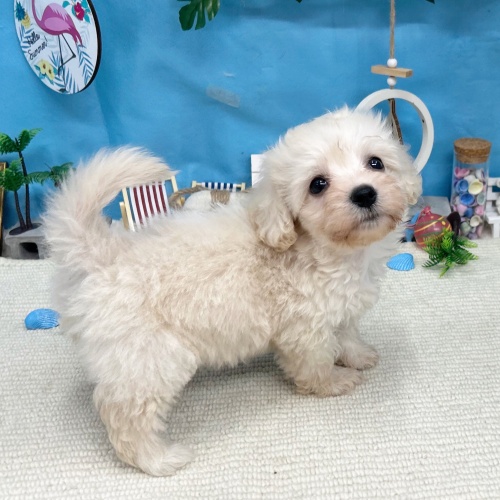 岐阜県のハーフ犬・ミックス犬 (犬の家＆猫の里岐南店/2025年6月8日生まれ/女の子/クリーム)の子犬の1枚目の画像