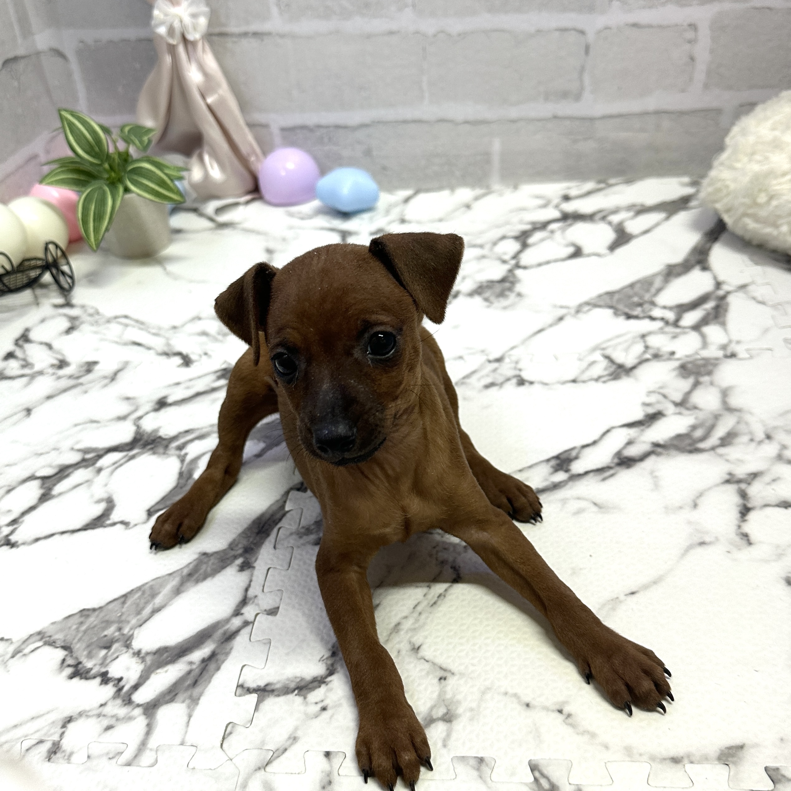 愛知県のミニチュアピンシャー (犬の家＆猫の里岡崎店/2025年9月8日生まれ/女の子/レッド)の子犬の1枚目の画像