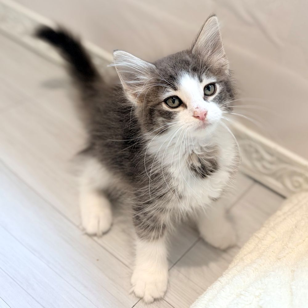ノルウェージャンフォレストキャット女の子の写真