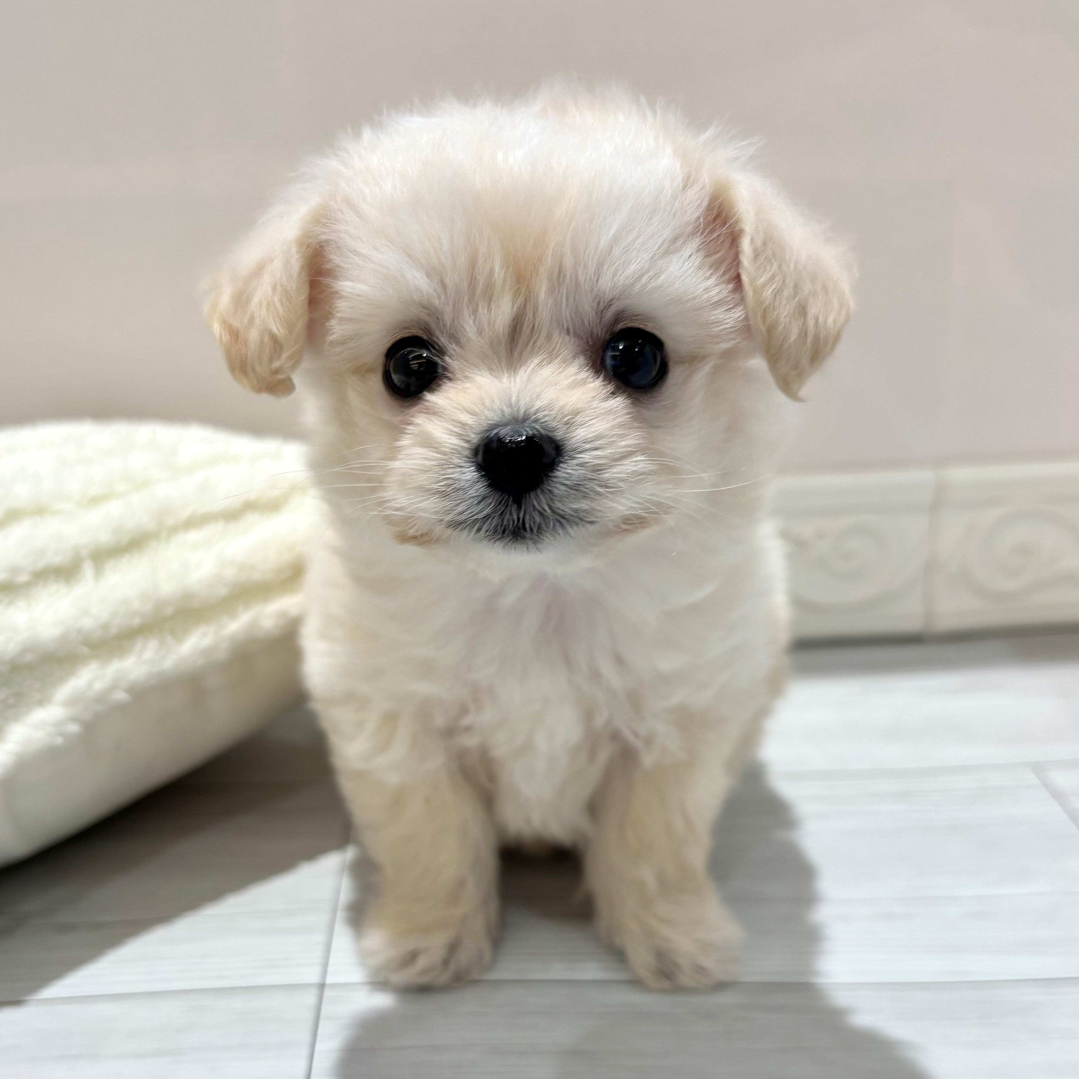 最新セール情報【CHRISTMAS SALE】 | ペットショップ 犬の家&猫の里