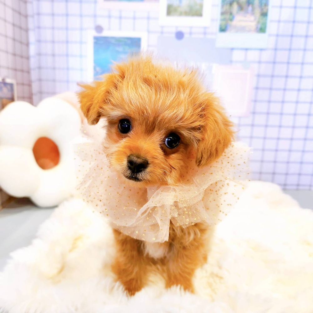 福井県のハーフ犬 アプリコット 女の子のご紹介(204719) | ペット