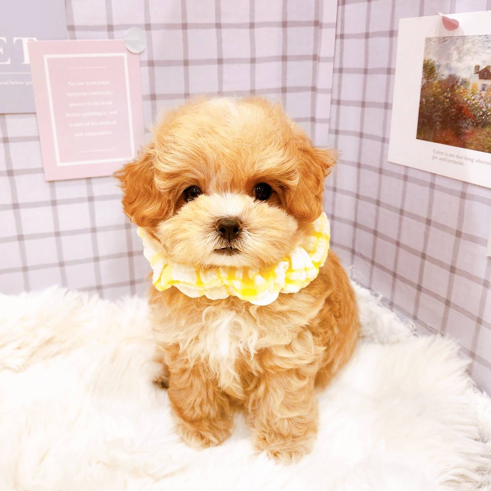 マルプー(マルチーズ×プードル)(アプリコット)の子犬(3ページ目)を価格