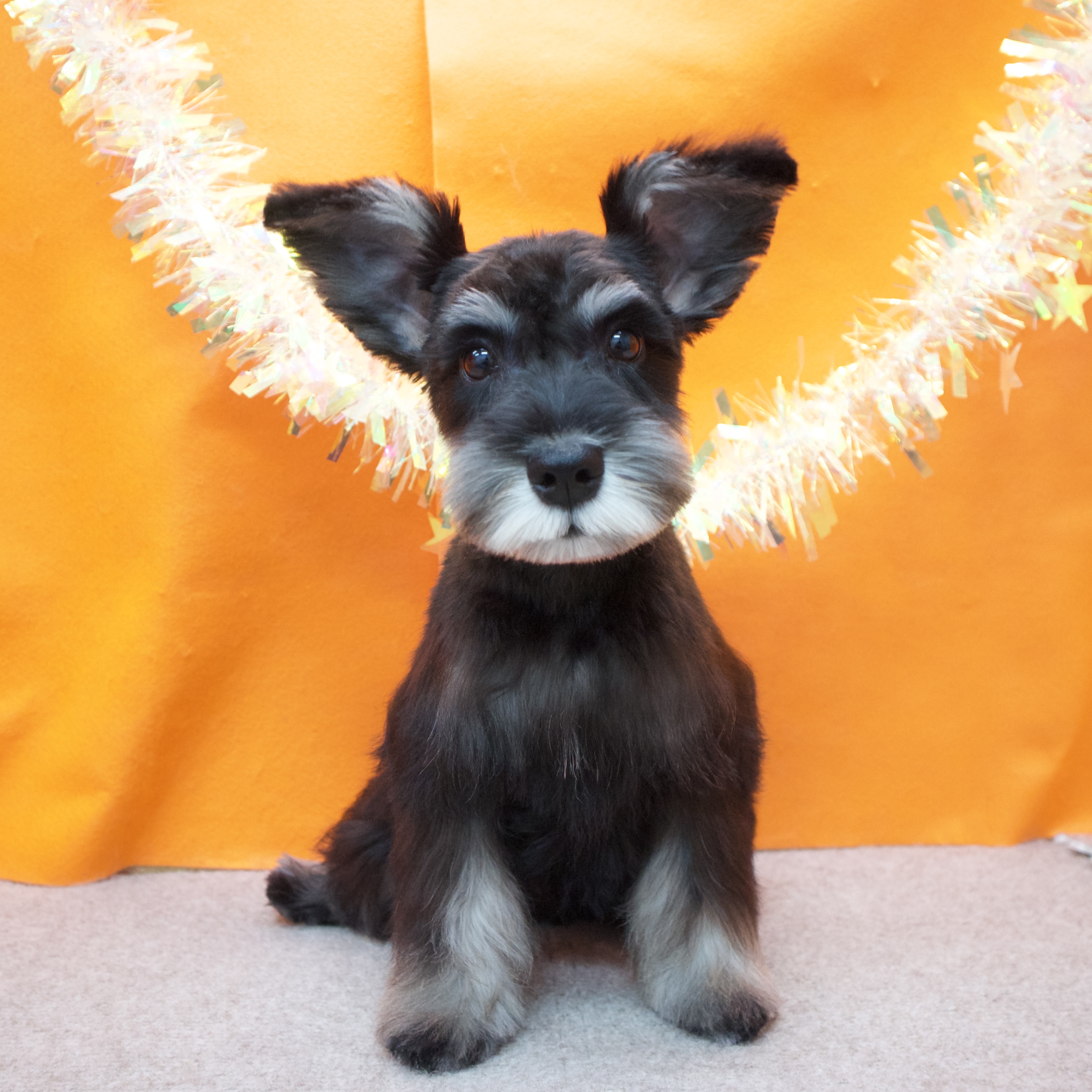 大阪府のミニチュアシュナウザー (犬の家＆猫の里吹田店/2025年12月13日生まれ/男の子/ブラックシルバー)の子犬の1枚目の画像