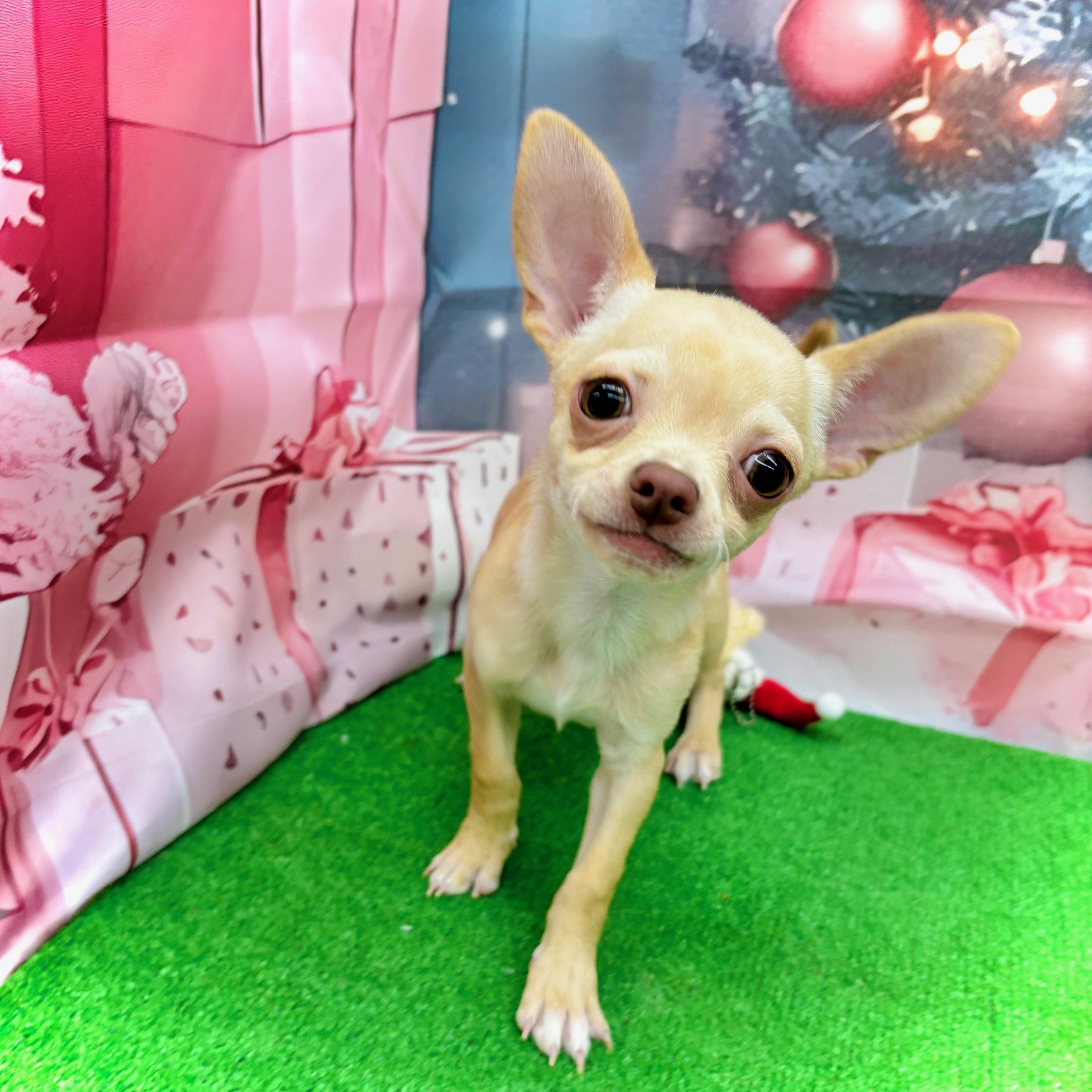 チワワ（スムース）男の子の写真