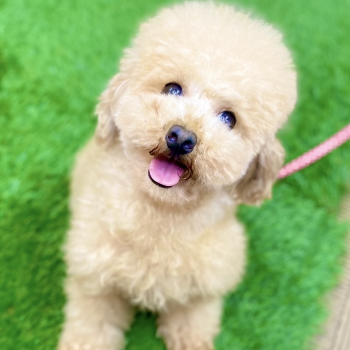 タイニープードル女の子の写真