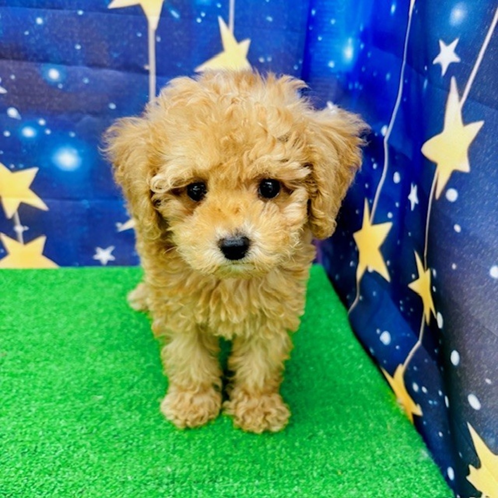 愛知県のトイプードル(トイ) (犬の家＆猫の里名古屋天白店/2025年7月11日生まれ/男の子/アプリコット)の子犬の1枚目の画像