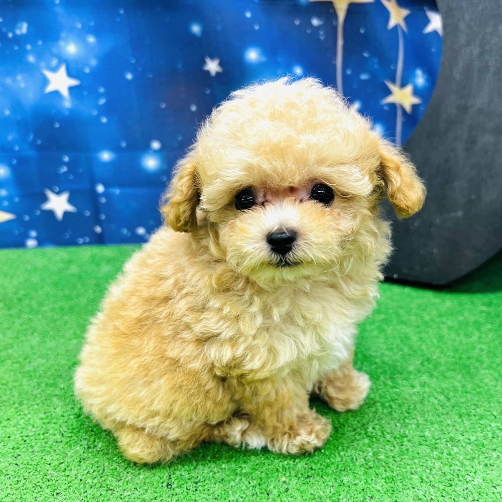 愛知県のタイニープードル (犬の家＆猫の里名古屋天白店/2025年5月19日生まれ/男の子/オレンジフォーン)の子犬の1枚目の画像