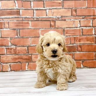 ハーフ犬男の子の写真