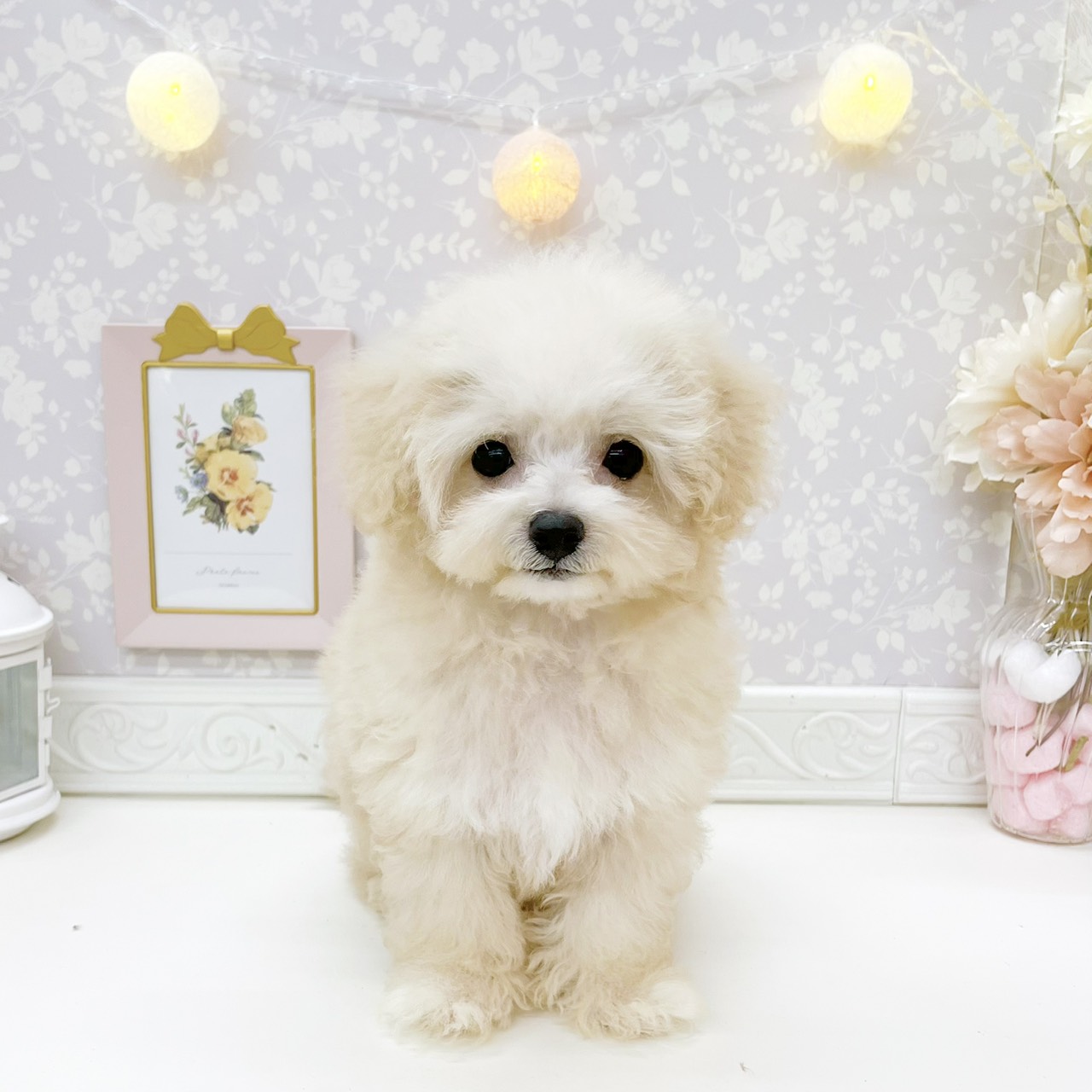 富山県のマルプー(マルチーズ×プードル) (犬の家＆猫の里富山店/2026年6月26日生まれ/男の子/クリーム)の子犬の1枚目の画像