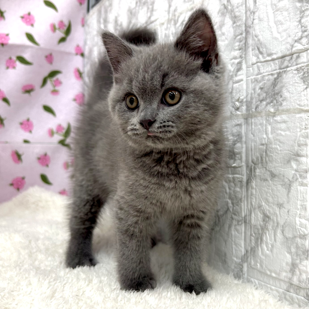 生体画像6