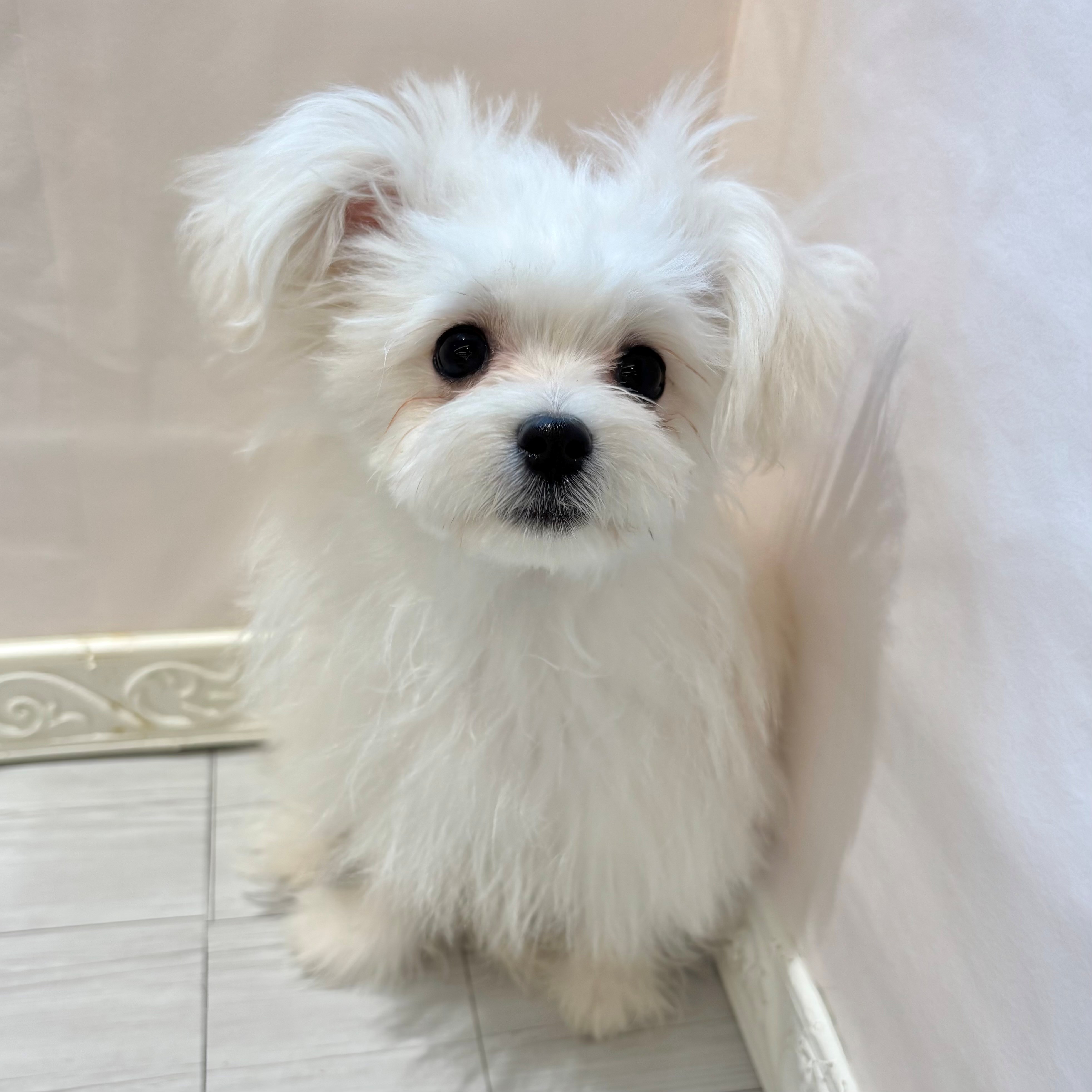 愛知県のポメマル/マルポメ(ポメラニアン×マルチーズ) (犬の家＆猫の里春日井本店/2025年11月22日生まれ/男の子/クリームホワイト)の子犬の1枚目の画像