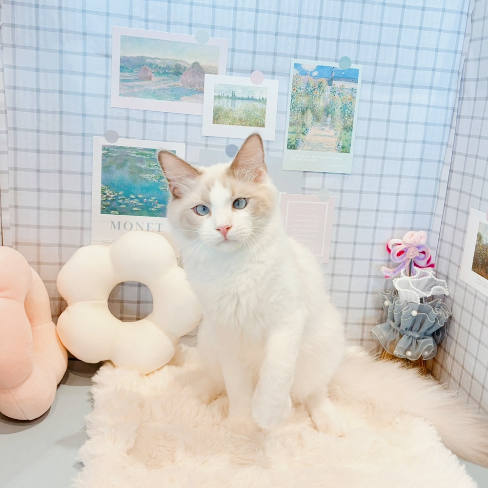 福井県のラグドール (犬の家＆猫の里福井店/2025年10月22日生まれ/男の子/ブルーポイントバイカラー)の子猫の1枚目の画像